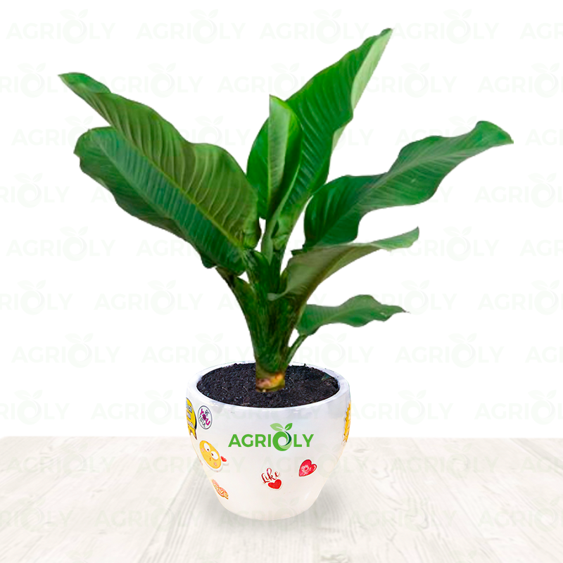 Cây Đại Phú Gia & Chậu Sứ