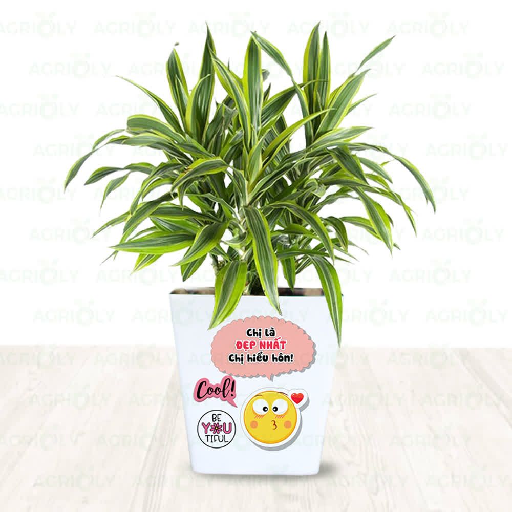 Cây Đại Tứ Lan & Chậu Sứ