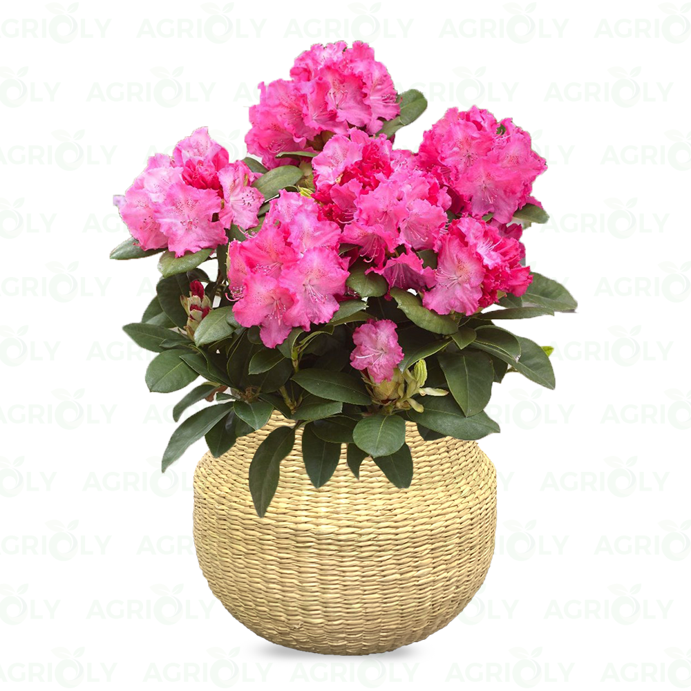 Hoa Đỗ Quyên & Chậu Mây Tròn