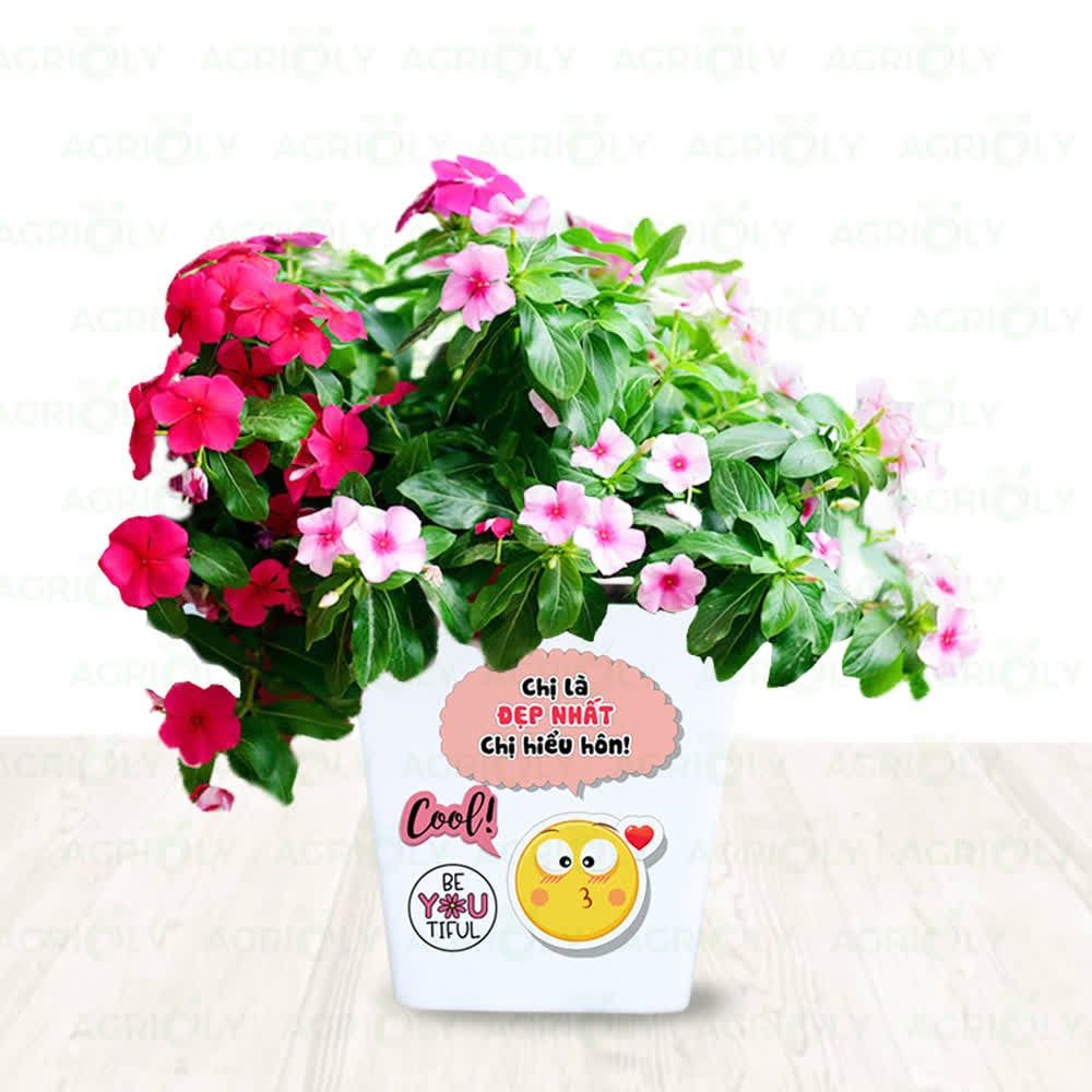 Cây Dừa Cạn & Chậu Sứ