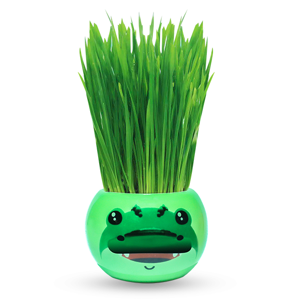 Bộ Cỏ Lúa Mì Tự Trồng Grass Kit Hình Cá Sấu