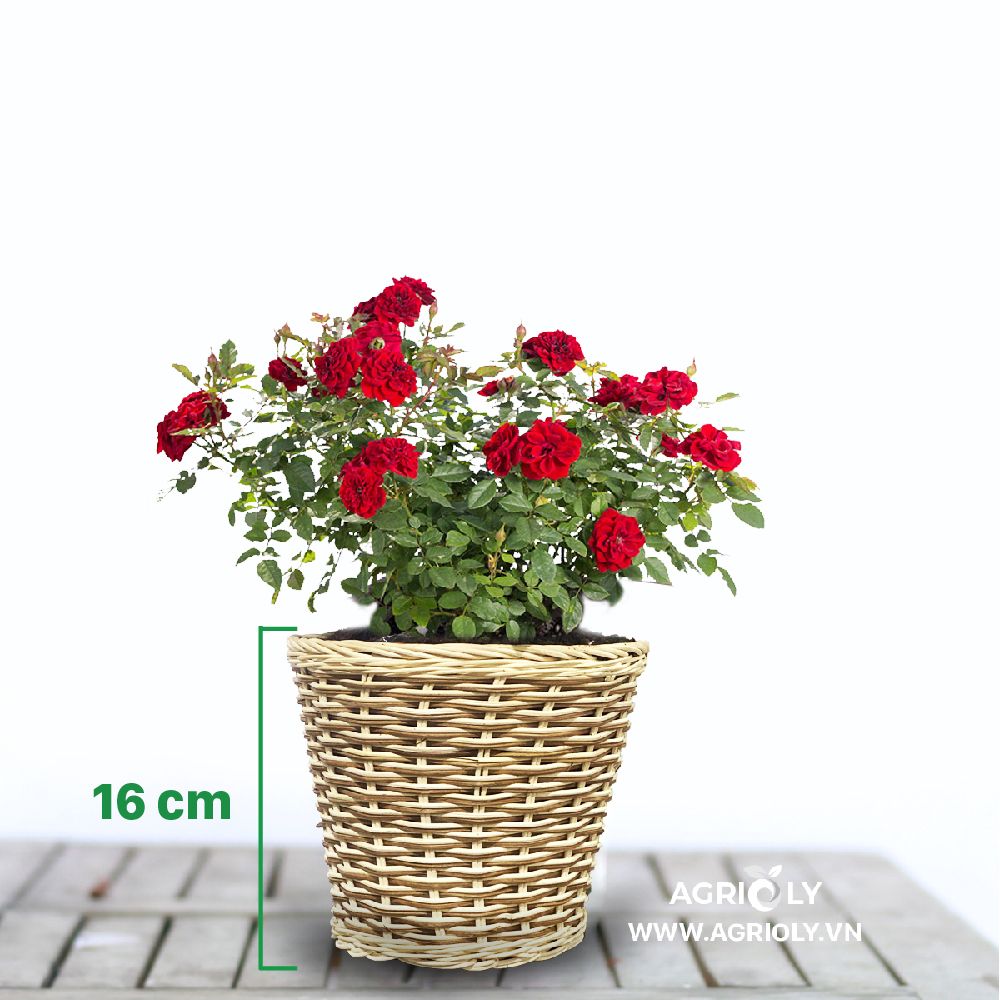 Hoa Hồng Tỉ Muội với Chậu Mây Tròn