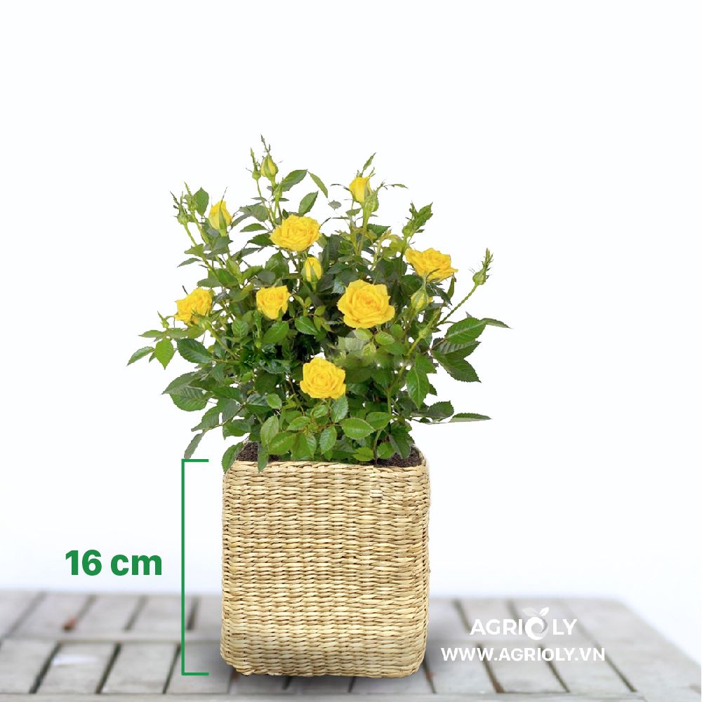 Hoa Hồng Tỉ Muội với Chậu Cói Vuông