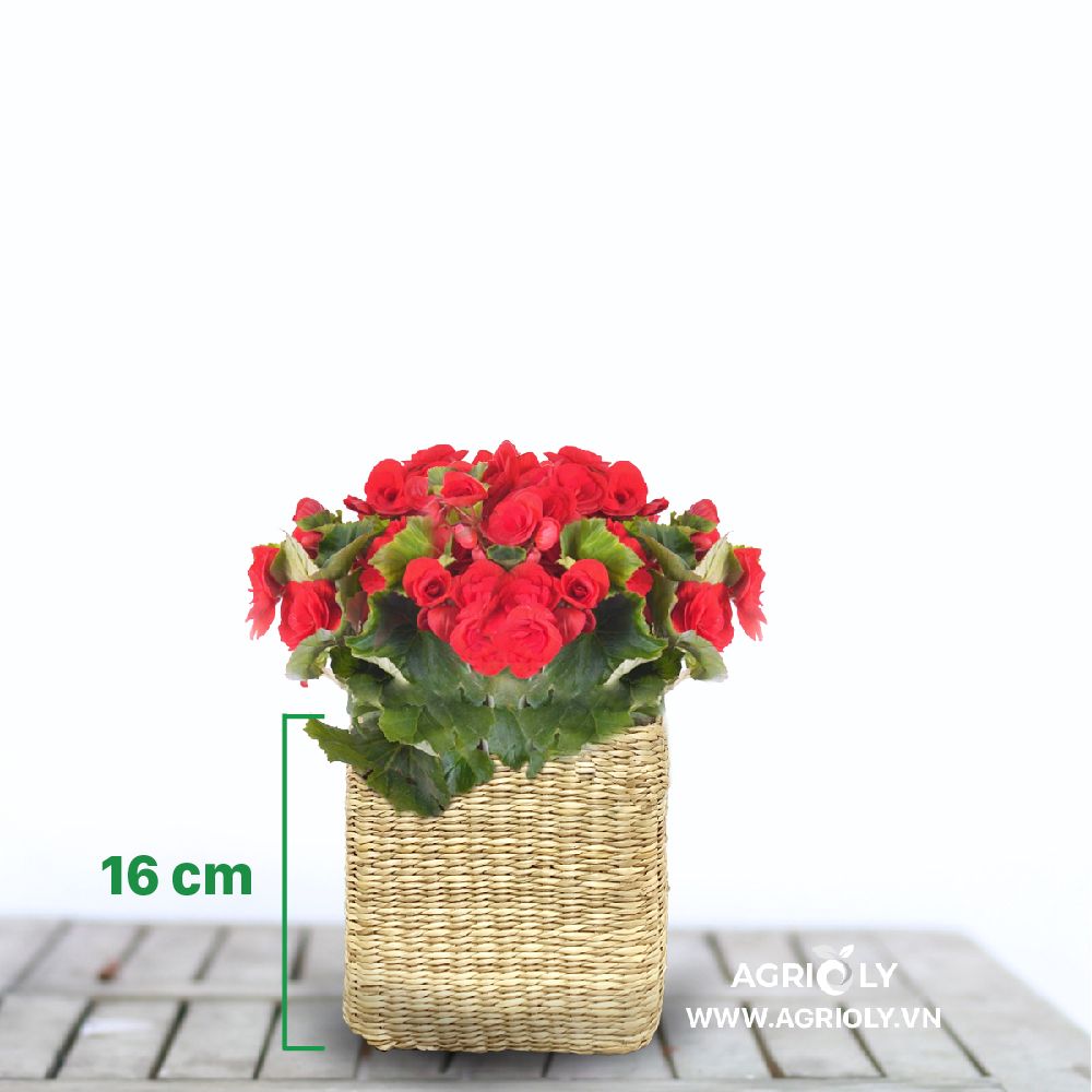 Hoa Thu Hải Đường với Chậu Cói Vuông