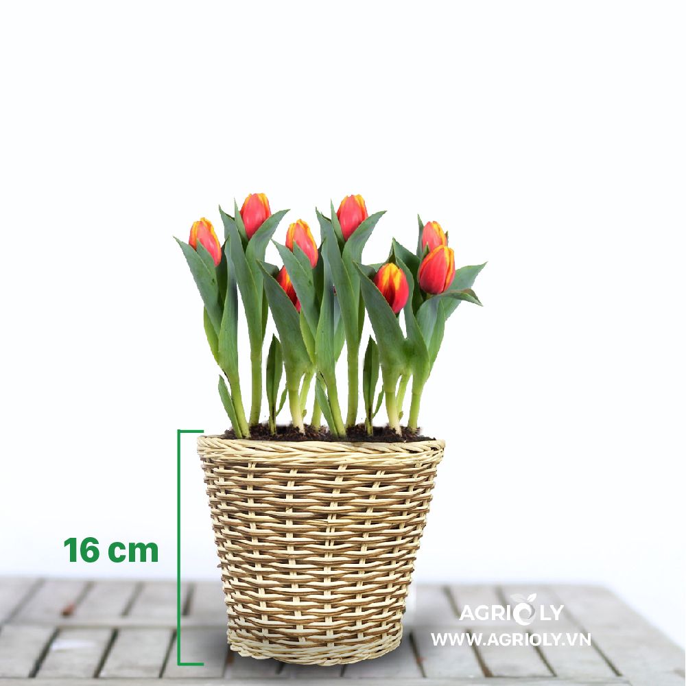 Hoa Tulip với Chậu Mây Tròn