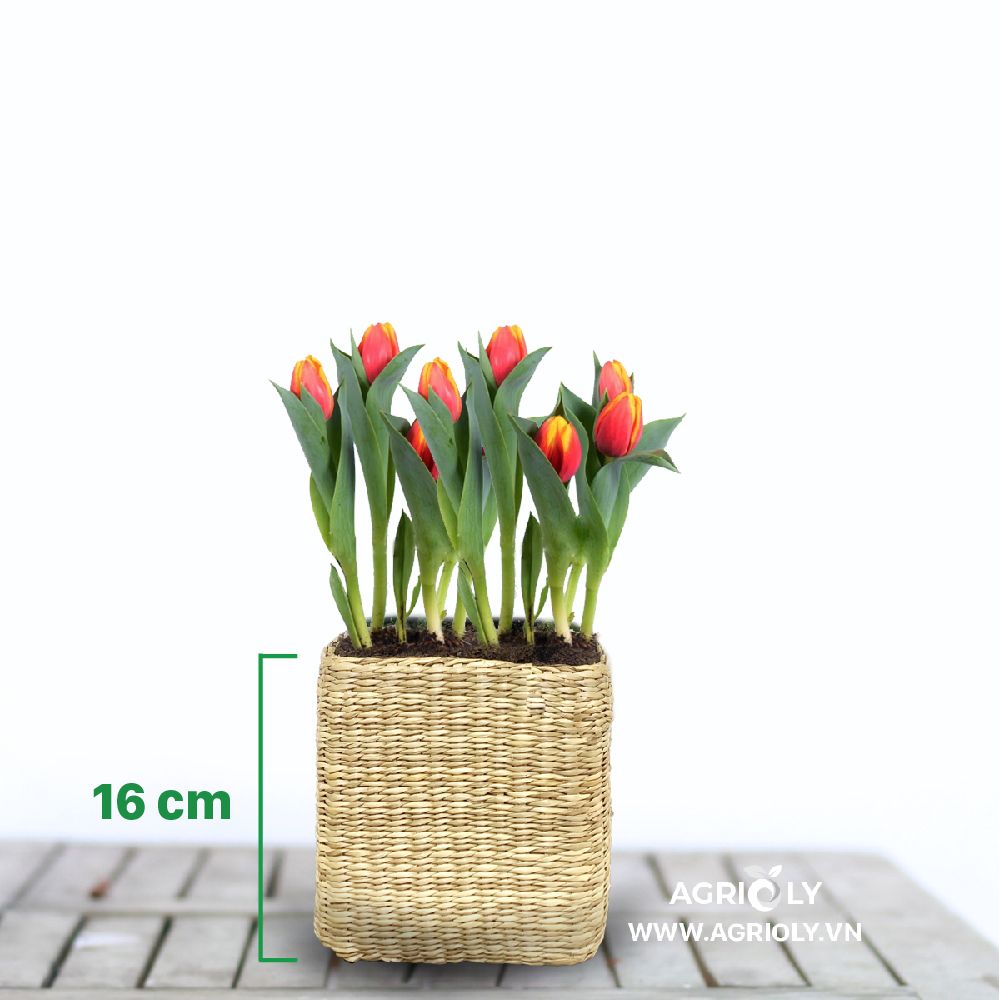 Hoa Tulip với Chậu Cói Vuông