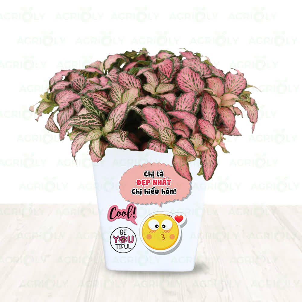 Cây Cẩm Nhung (Cây May Mắn) & Chậu Sứ