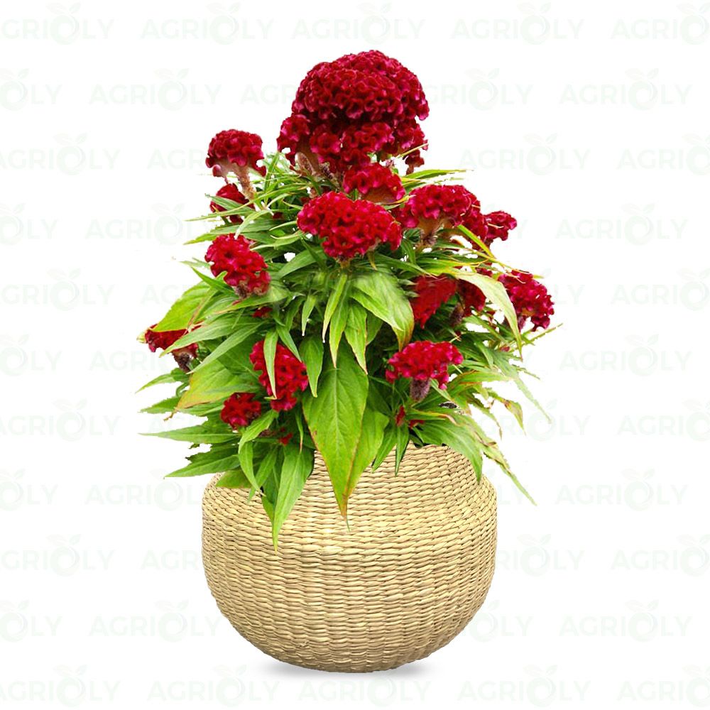 Hoa Mào Gà & Chậu Mây