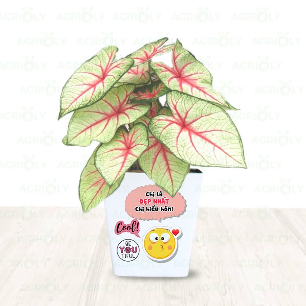 Cây Môn Đỏ & Chậu Sứ
