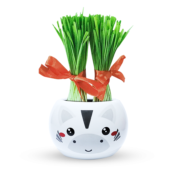 Bộ Cỏ Lúa Mì Tự Trồng Grass Kit Hình Ngựa Vằn