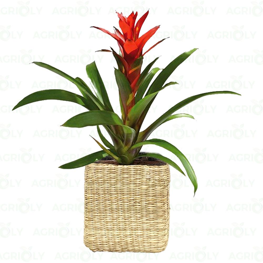 Cây Phong Lộc Lan & Chậu Cói