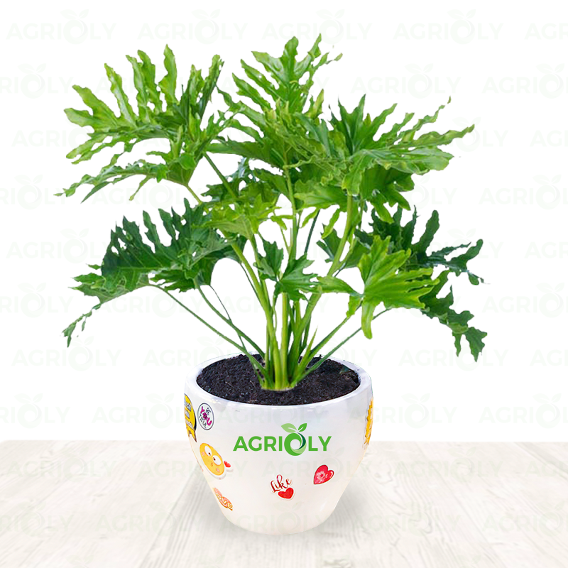 Cây Trầu Bà Thanh Xuân & Chậu Sứ