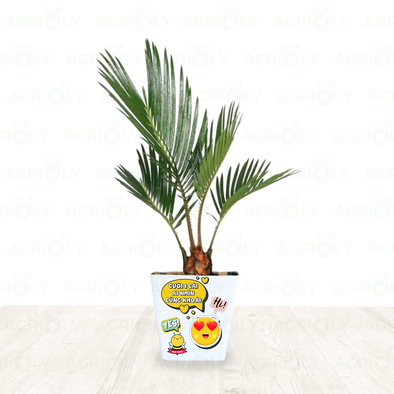 Cây Vạn Tuế & Chậu Sứ