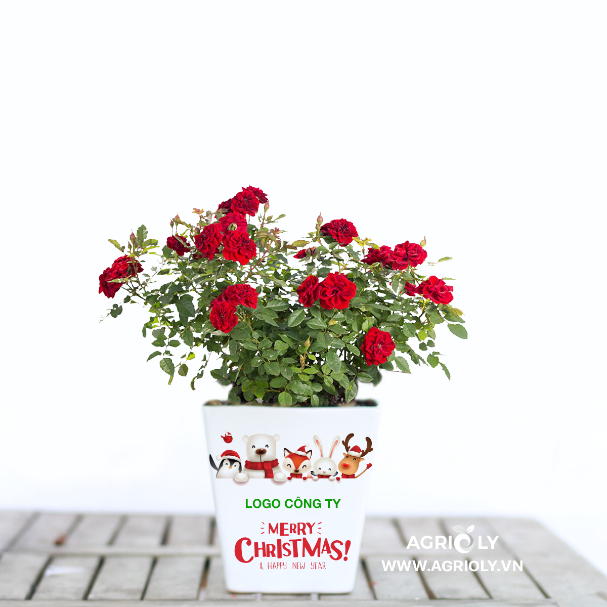 Hoa Hồng Tỉ Muội và Chậu Sứ Ceramic Hình Xmas