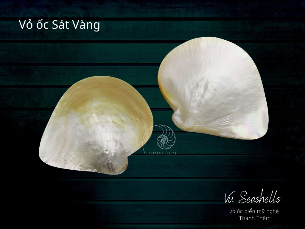  vỏ ốc sát vàng 