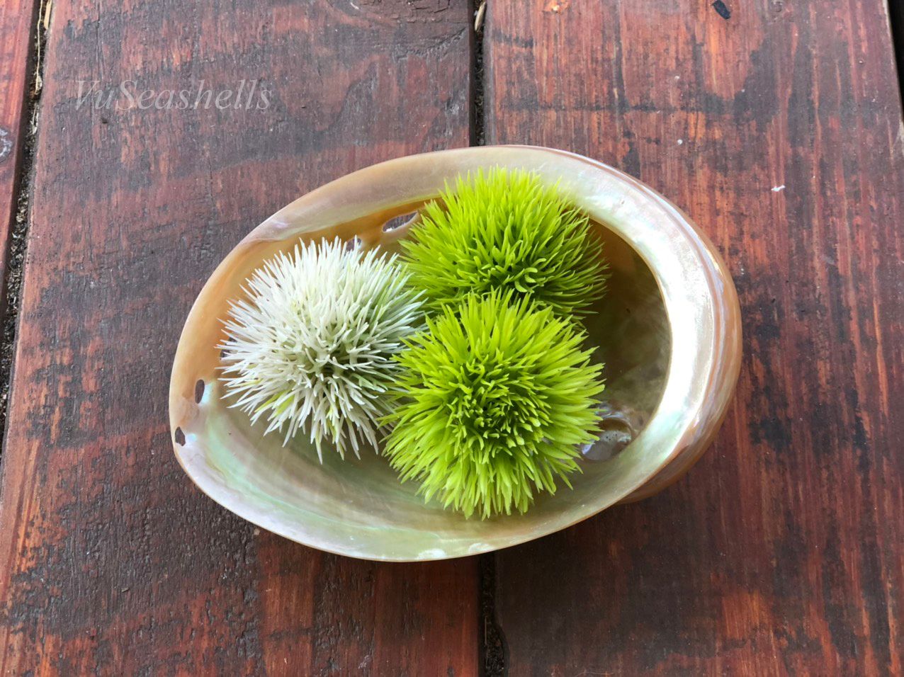 Vỏ ốc Bào Ngư Đỏ