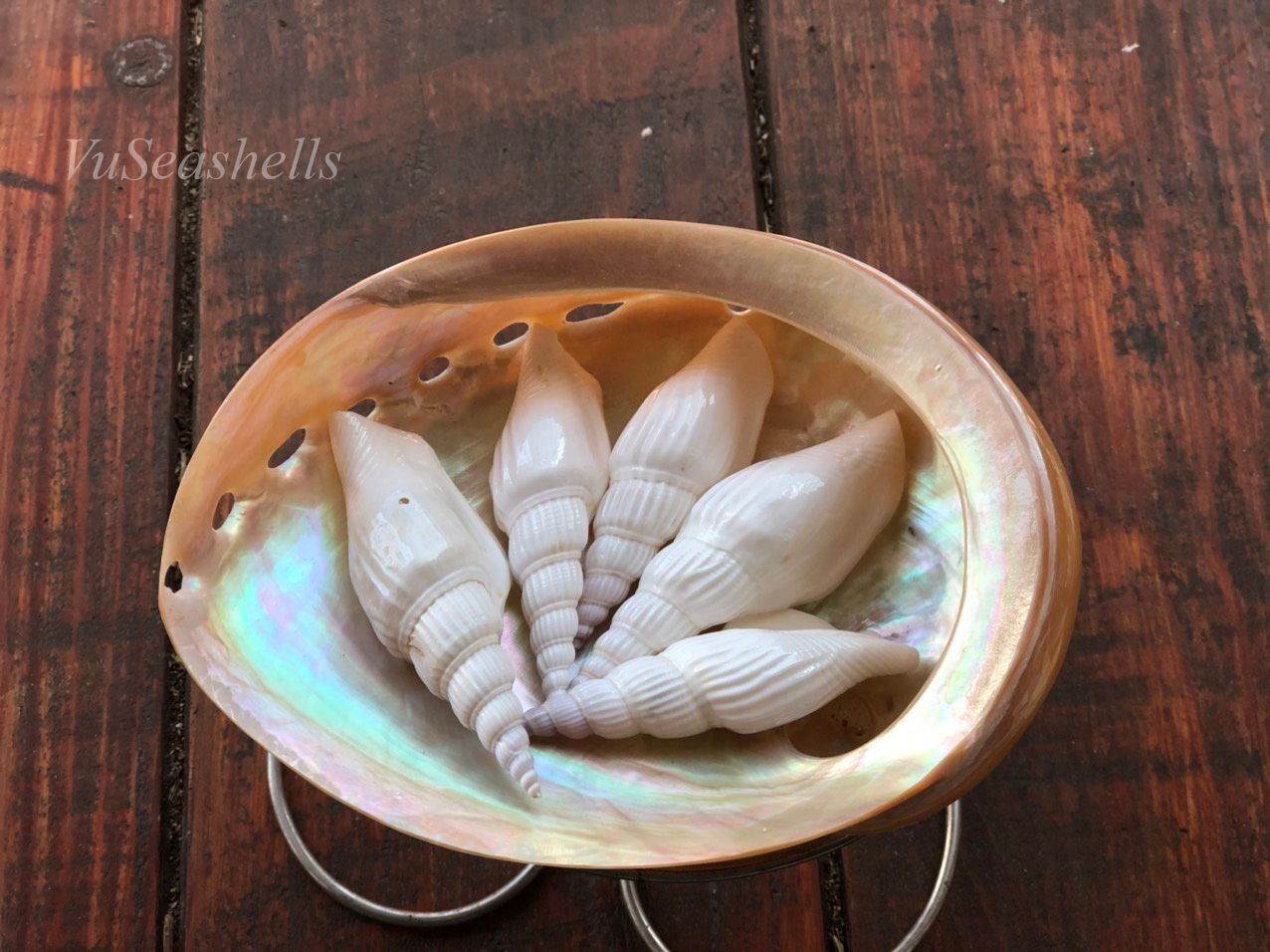 Vỏ ốc Bào Ngư Đỏ