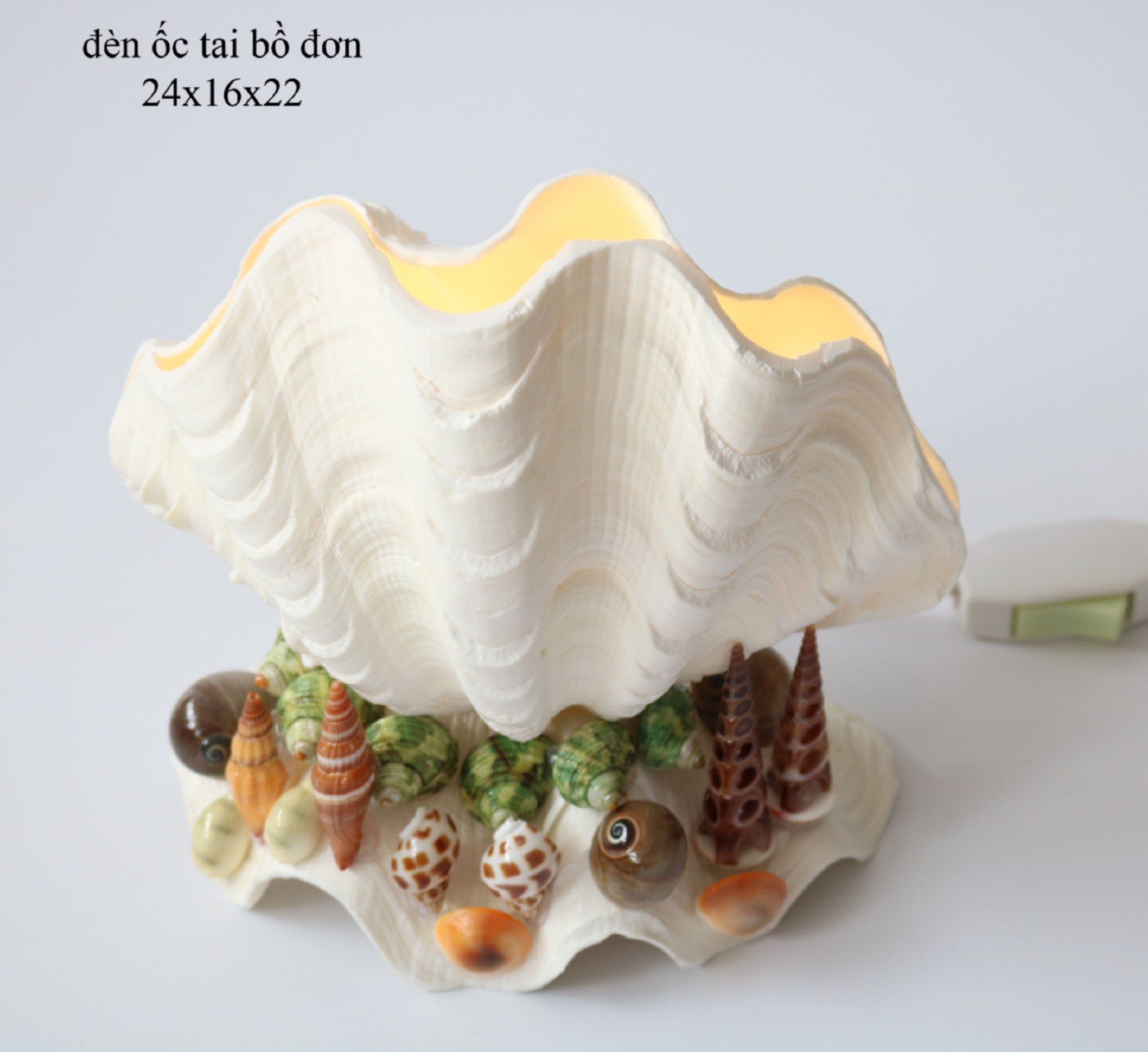 Đèn vỏ ốc tai tượng