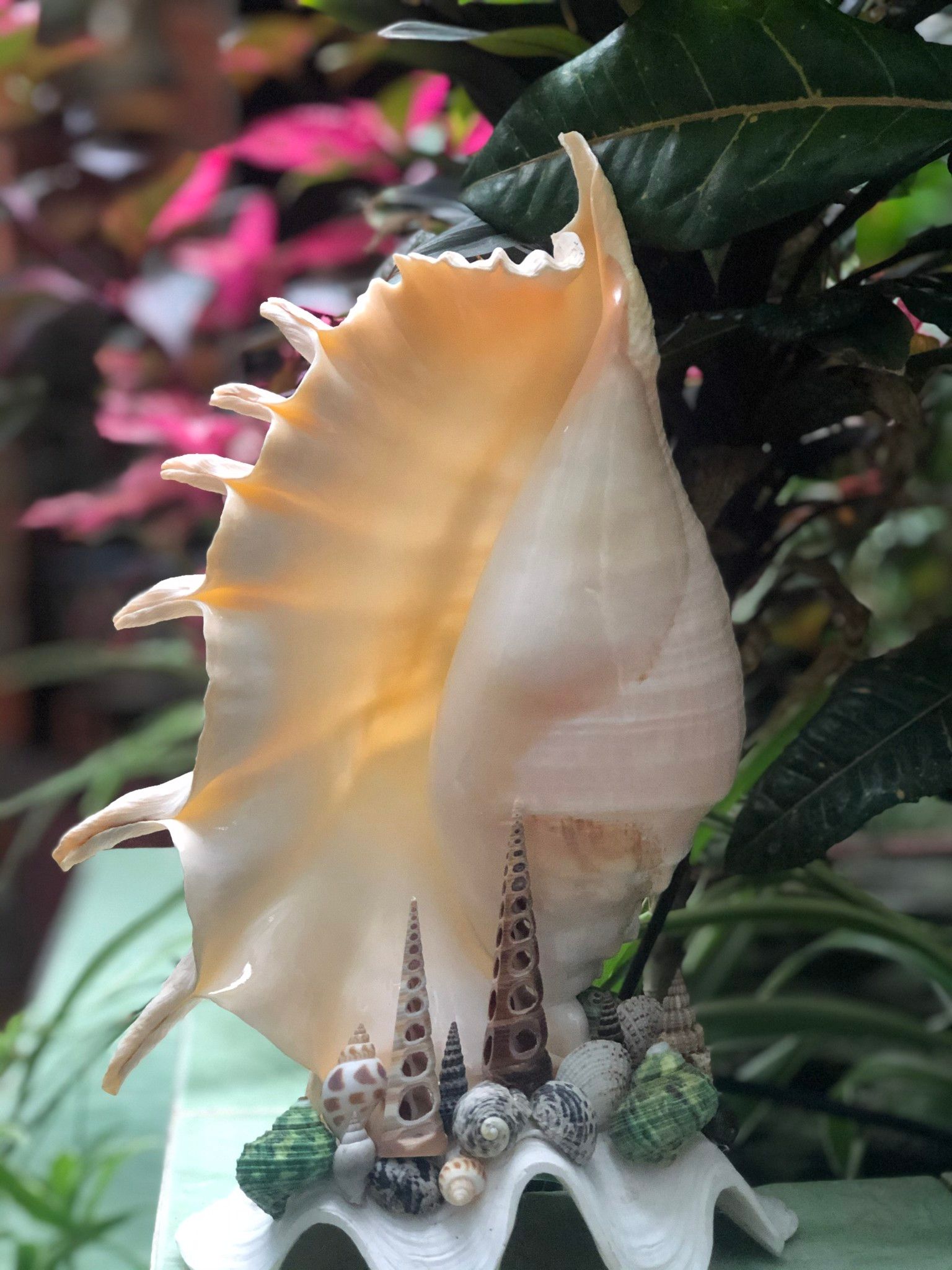 Đèn vỏ ốc tai bè