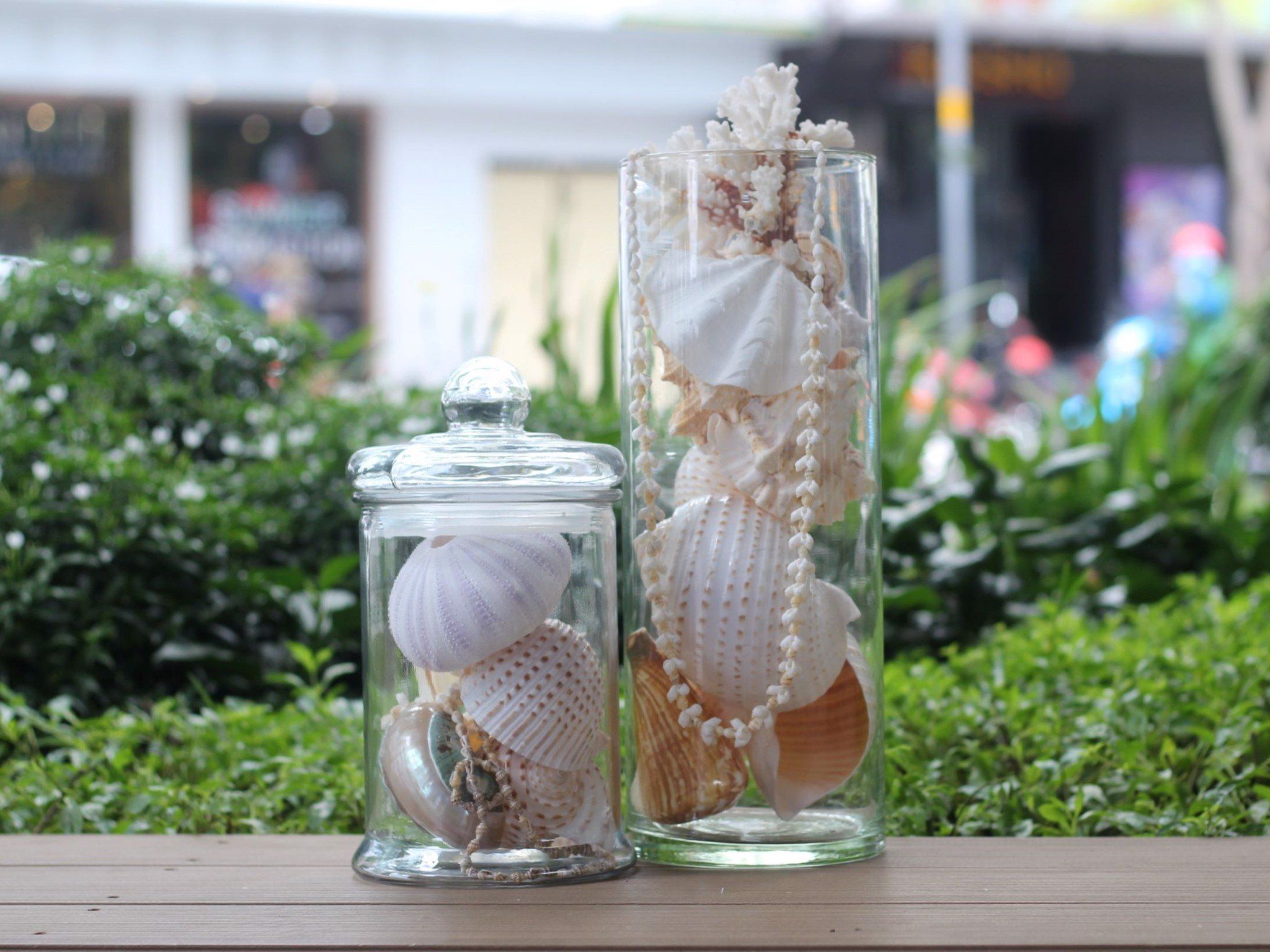 Vỏ Nhum Tím - Sea Urchin Shell (Purple)