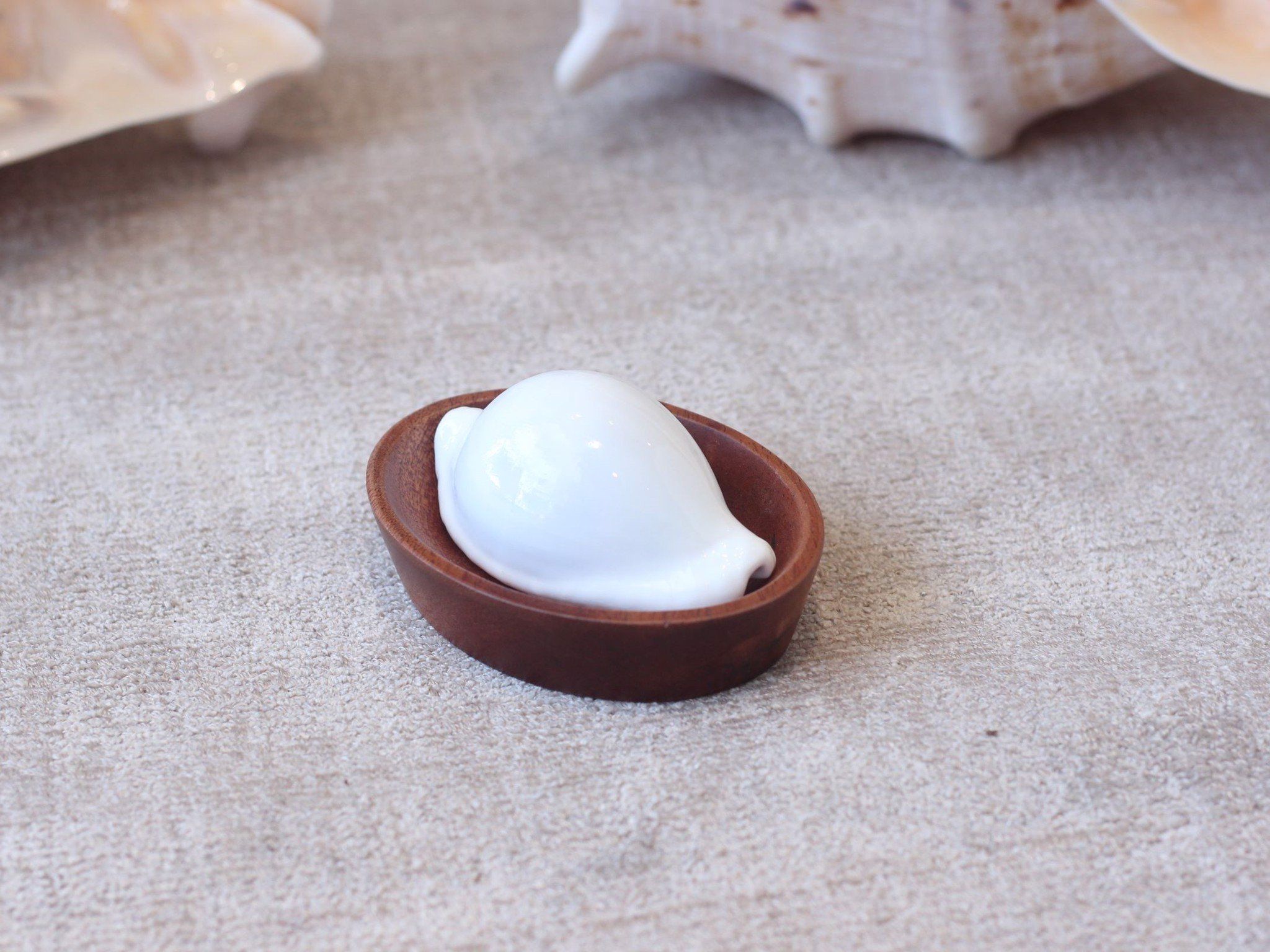 Vỏ Ốc Cò Trắng/Egg Cowry Shell (1 vỏ)