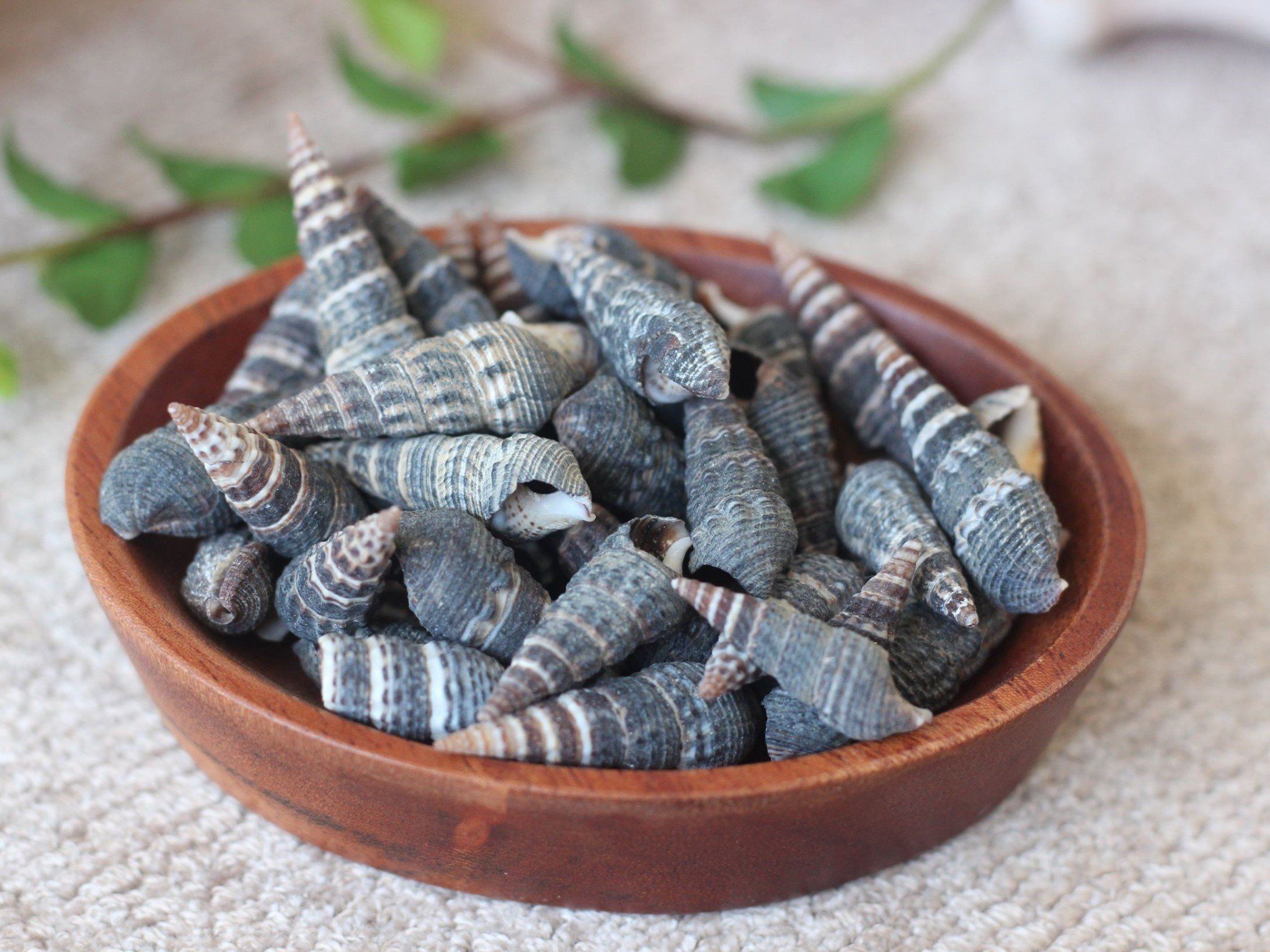 Ốc Nhím (Nguyên liệu trang trí) (1kg)