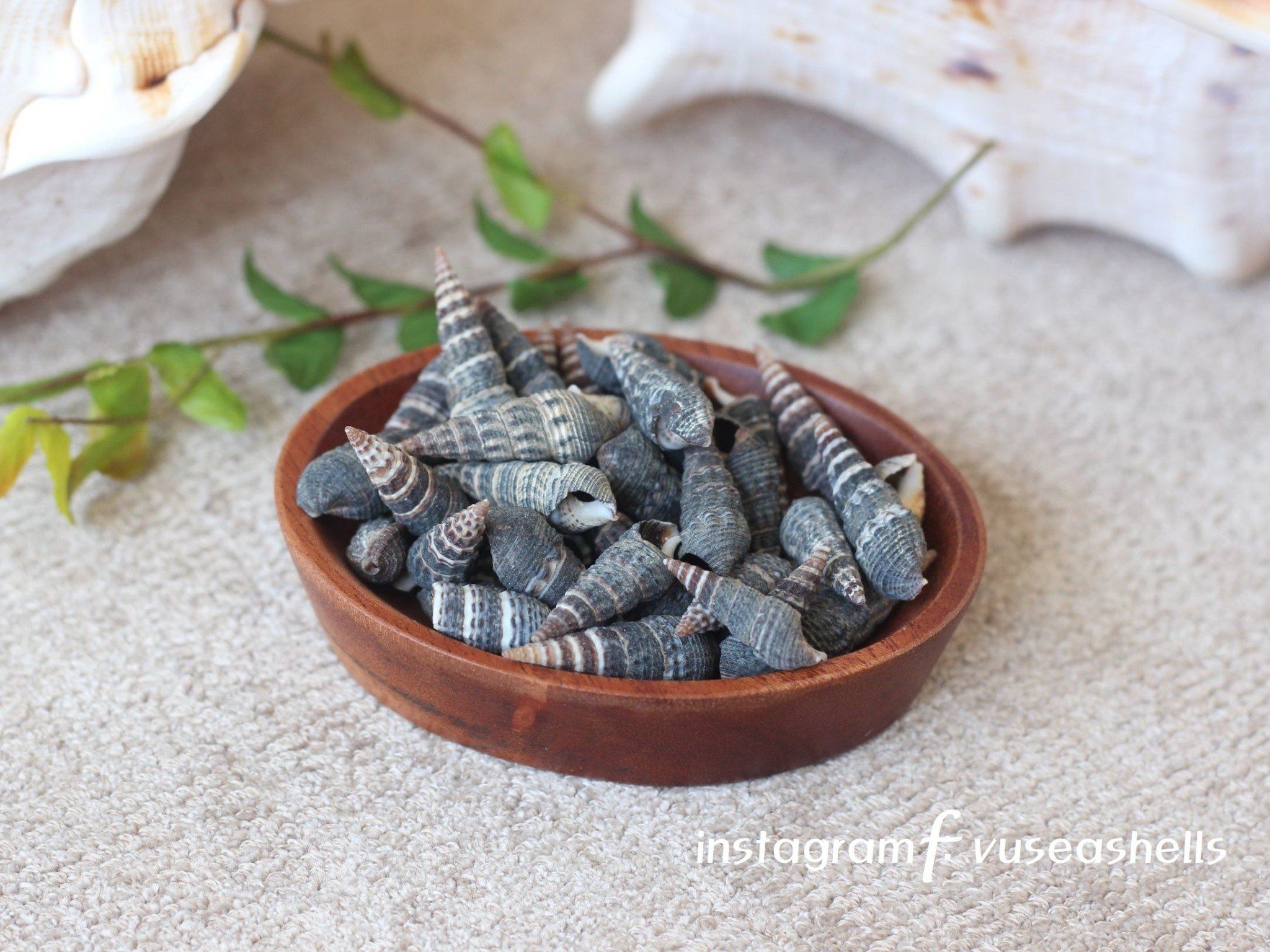 Ốc Nhím (Nguyên liệu trang trí) (1kg)