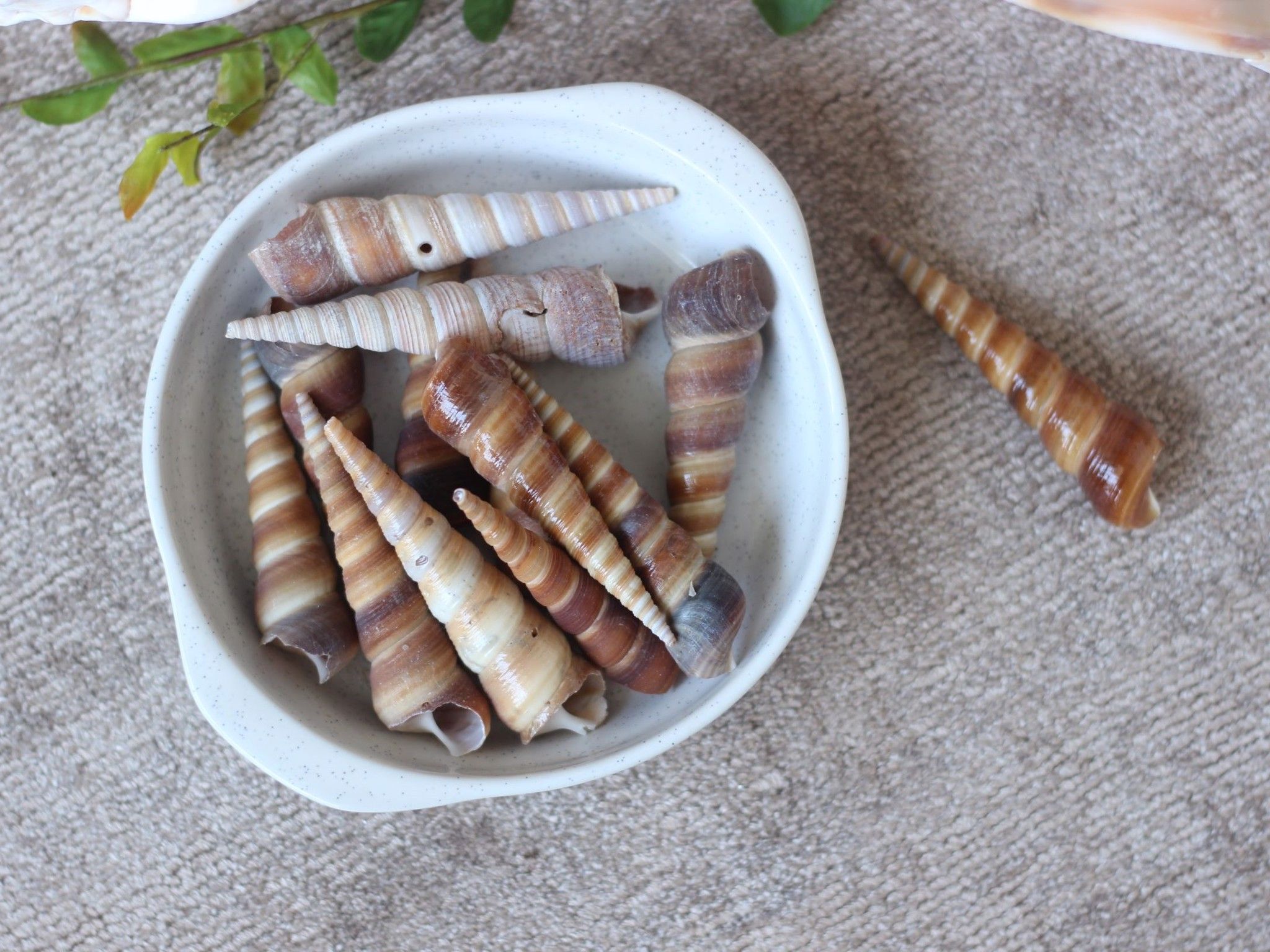 Ốc Đinh (1kg)