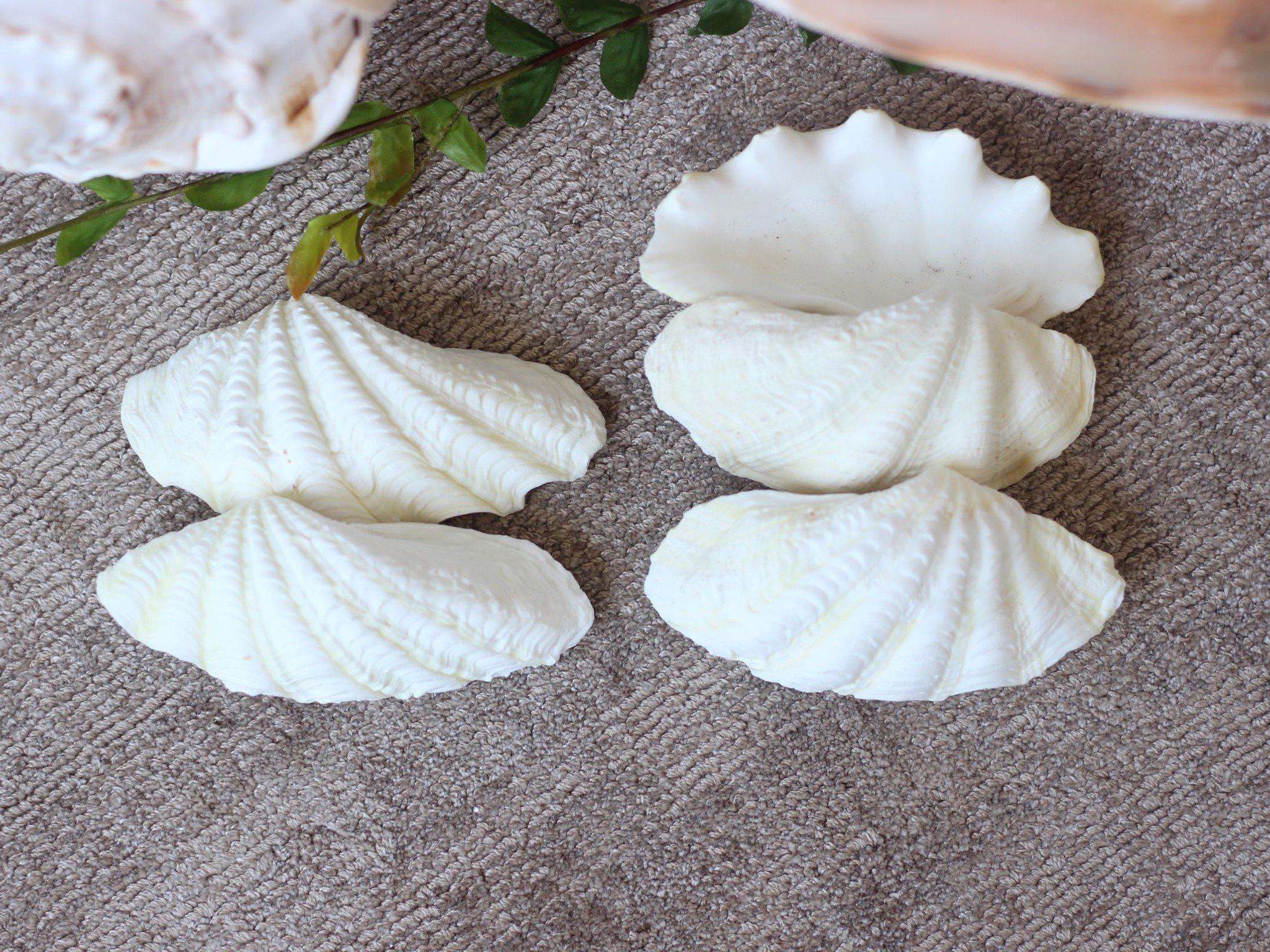 Vỏ Sò Tai Tượng trắng (1 cặp)