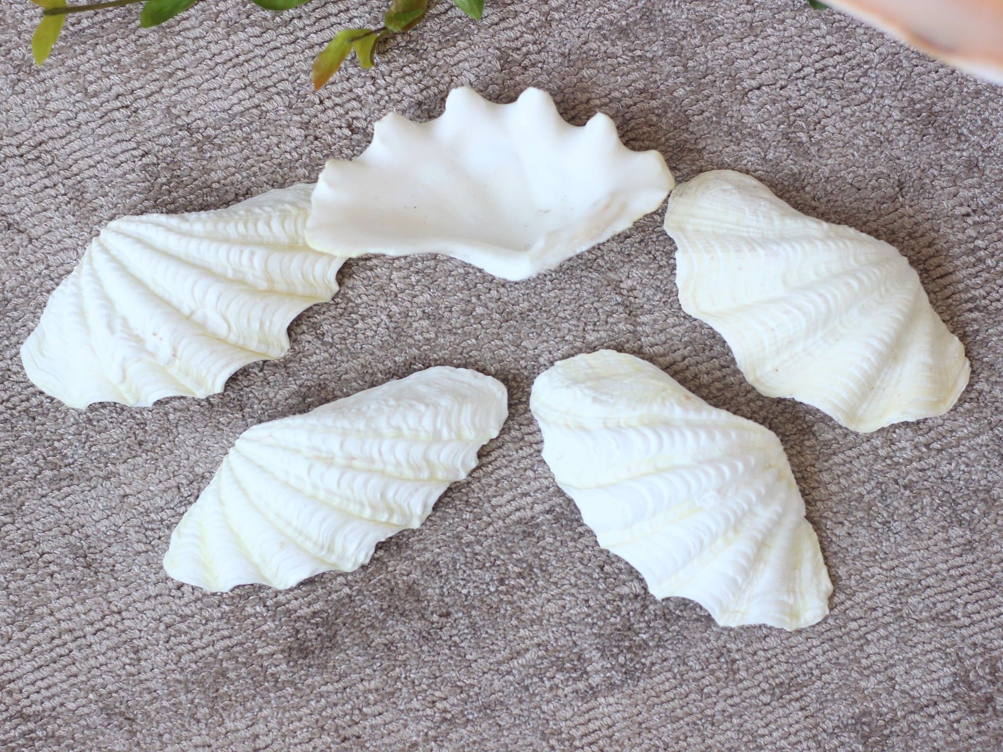 Vỏ Sò Tai Tượng trắng (1 cặp)