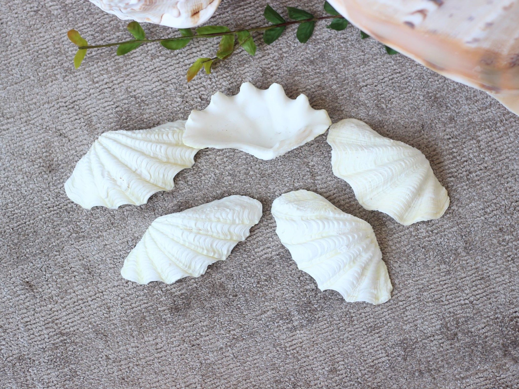 Vỏ Sò Tai Tượng trắng (1 cặp)