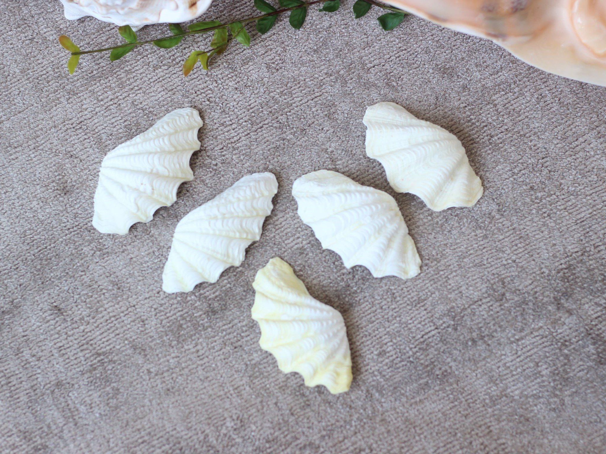Vỏ Sò Tai Tượng trắng (1 cặp)