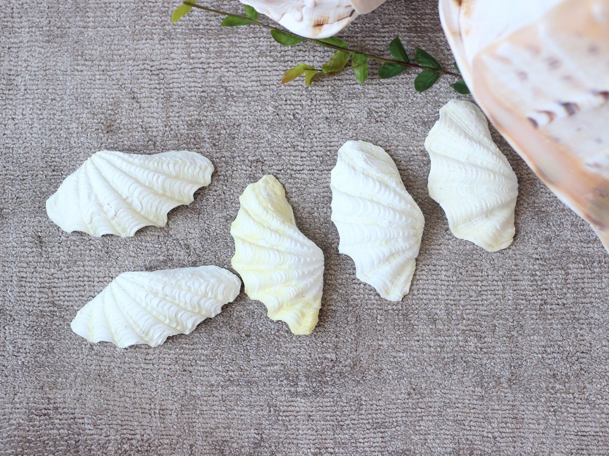 Vỏ Sò Tai Tượng trắng (1 cặp)