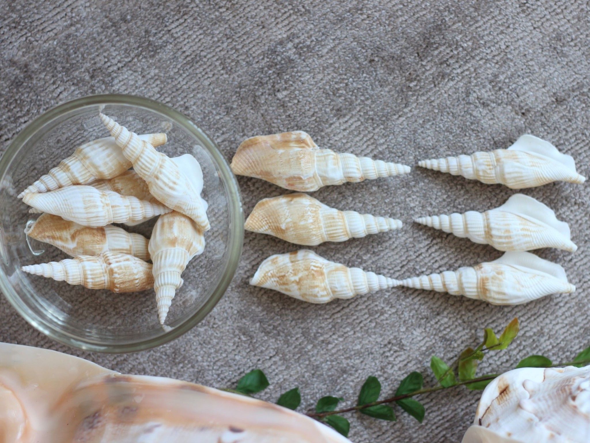 Ốc nhảy trắng be dài (1kg)