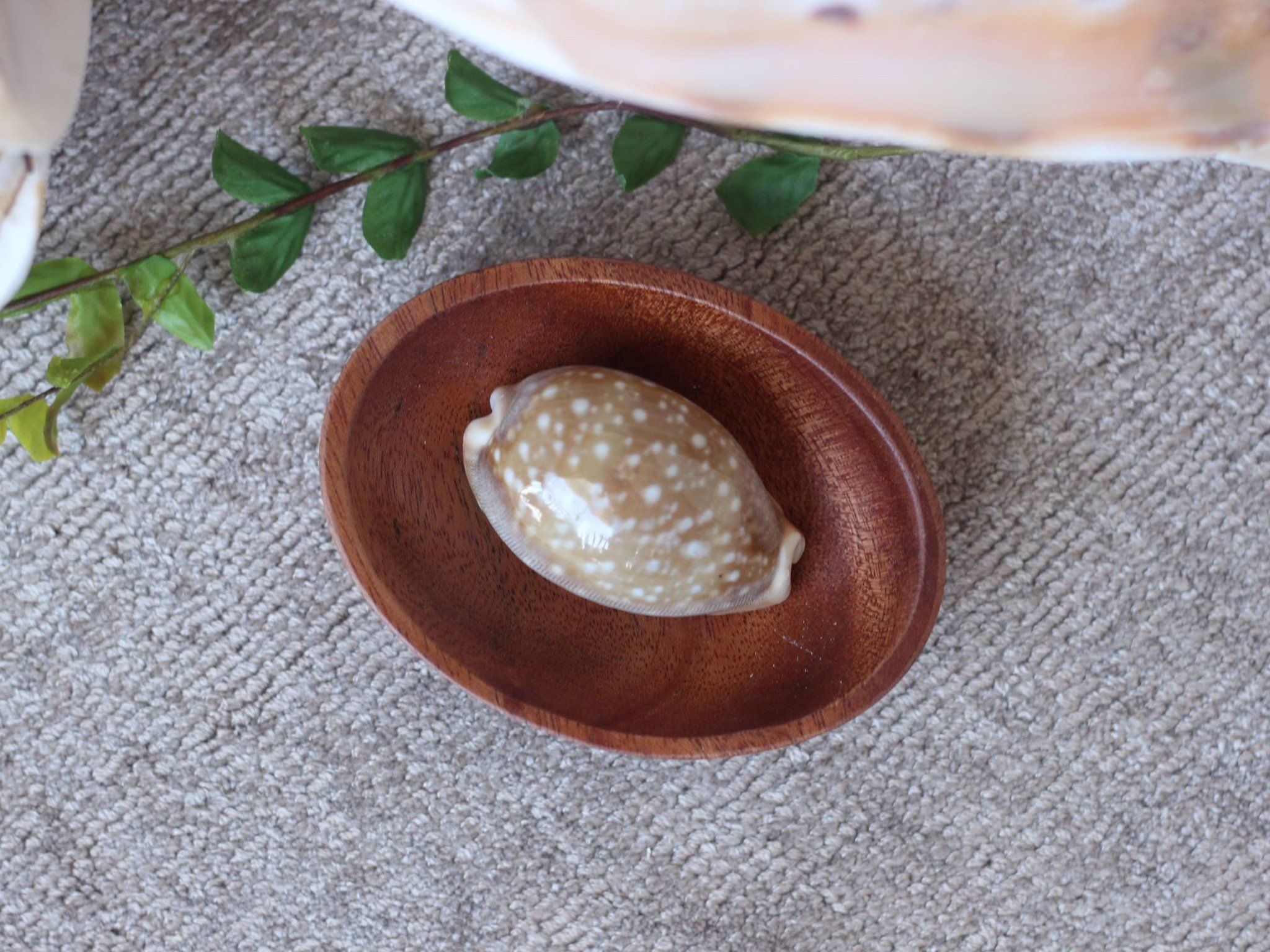 Ốc Heo chấm bi / Calf Cowries(2 con/ pcs)