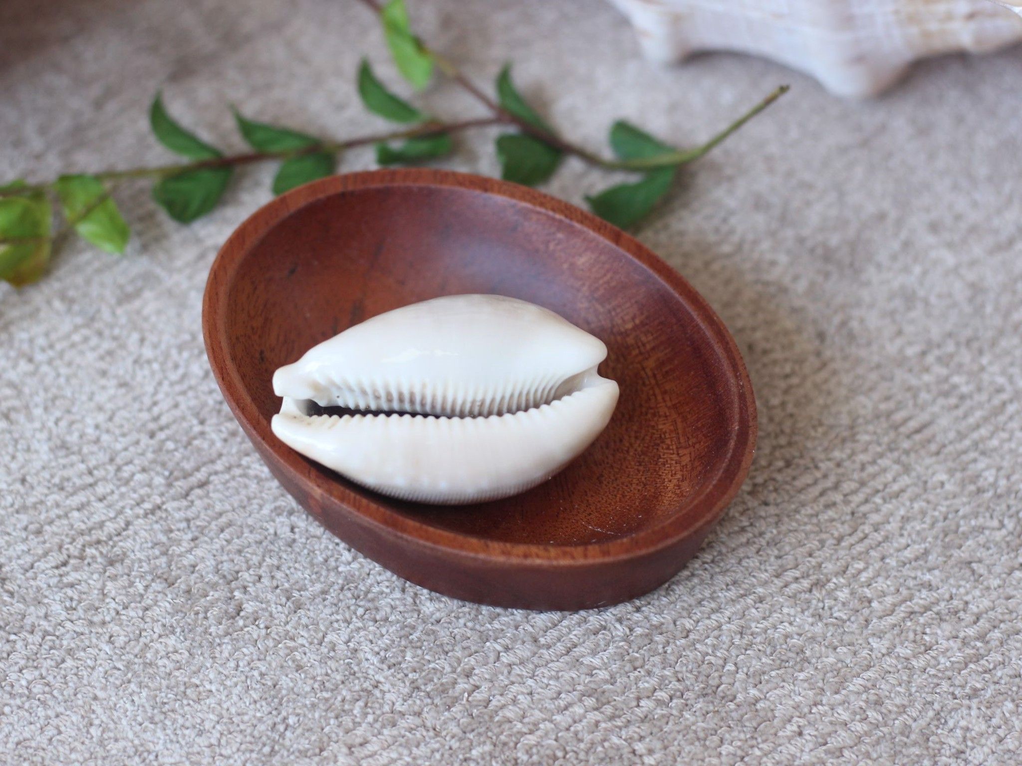 Ốc Heo chấm bi / Calf Cowries(2 con/ pcs)