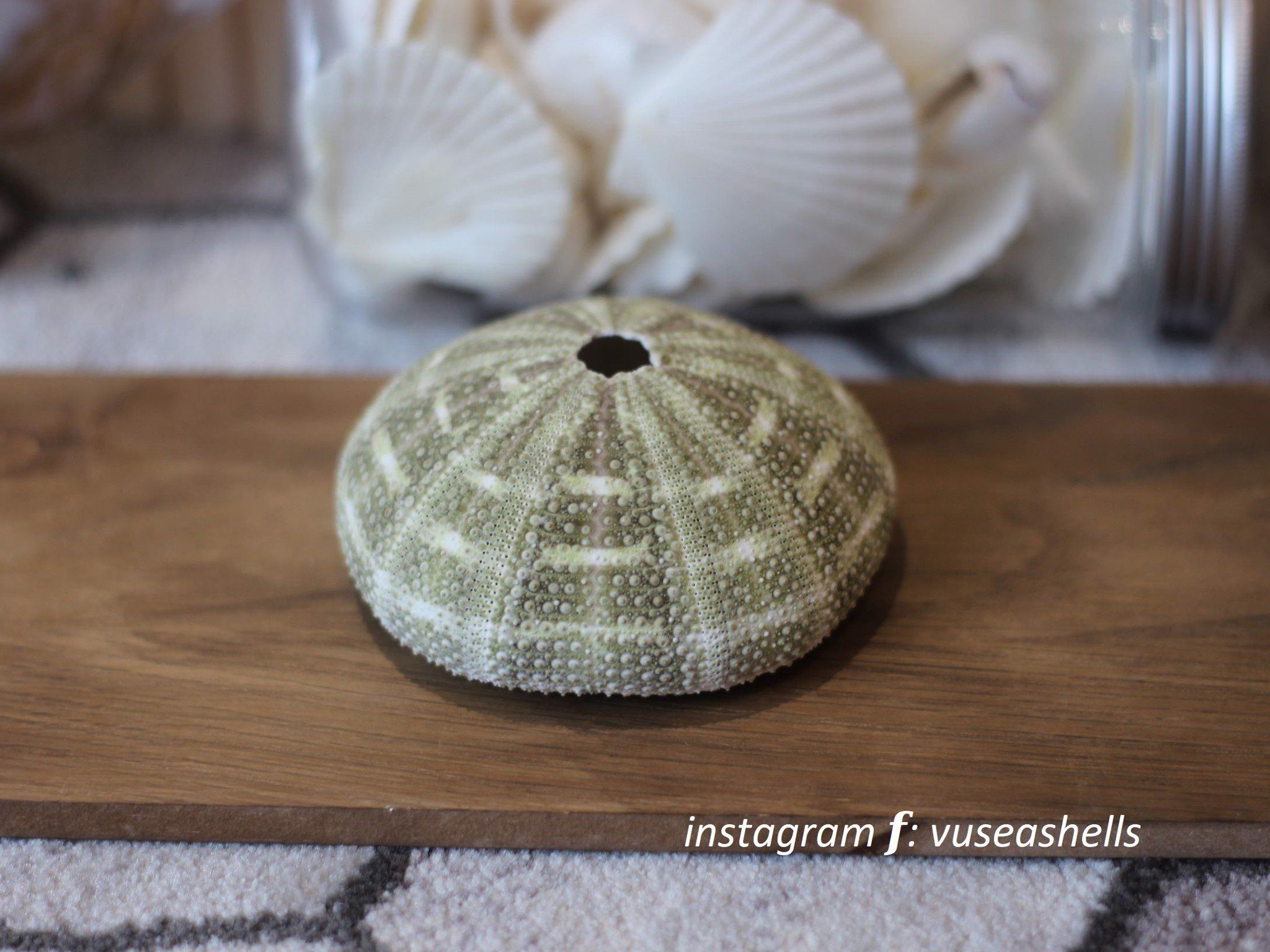 Vỏ Nhum Xanh - Sea Urchin Shell (Green)