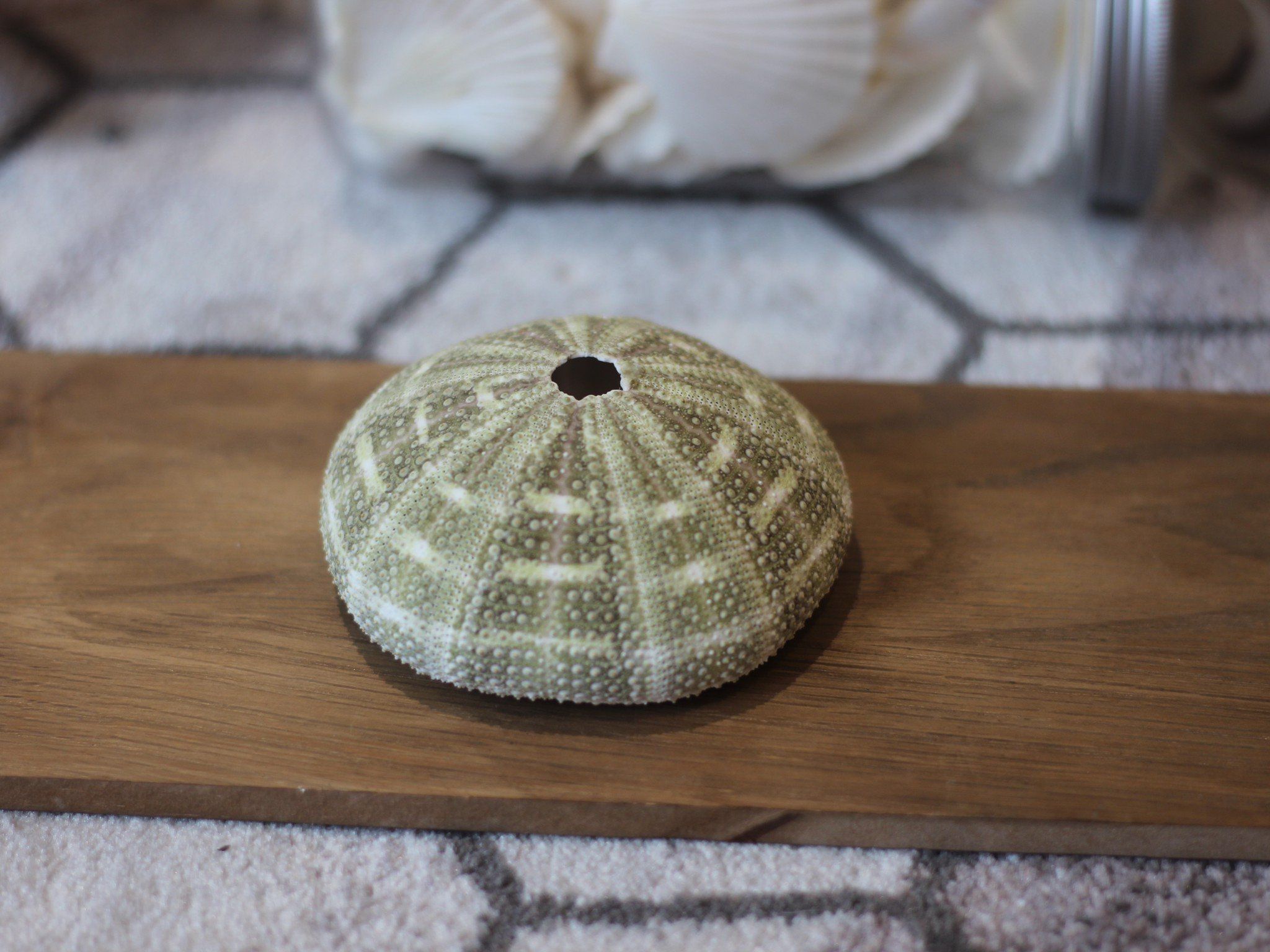 Vỏ Nhum Xanh - Sea Urchin Shell (Green)