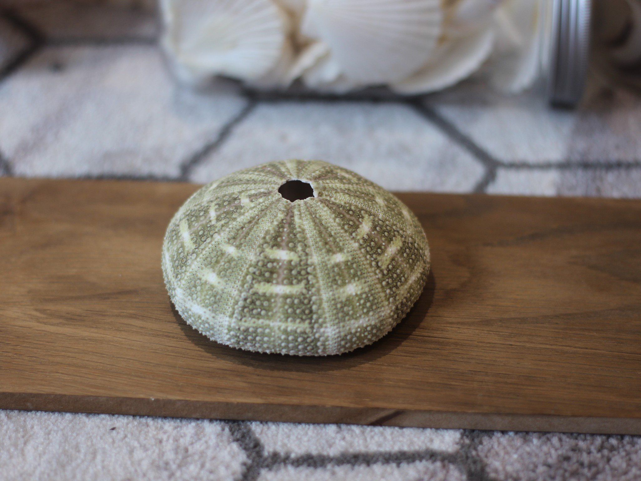  Vỏ Nhum Xanh - Sea Urchin Shell (Green) 