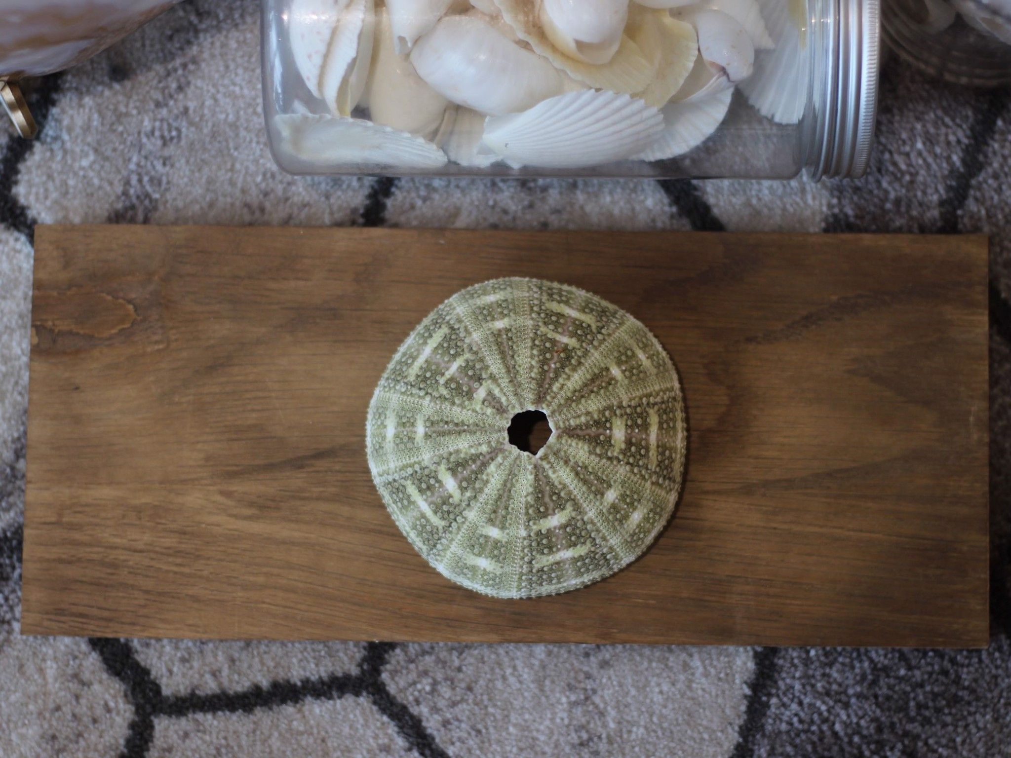 Vỏ Nhum Xanh - Sea Urchin Shell (Green)