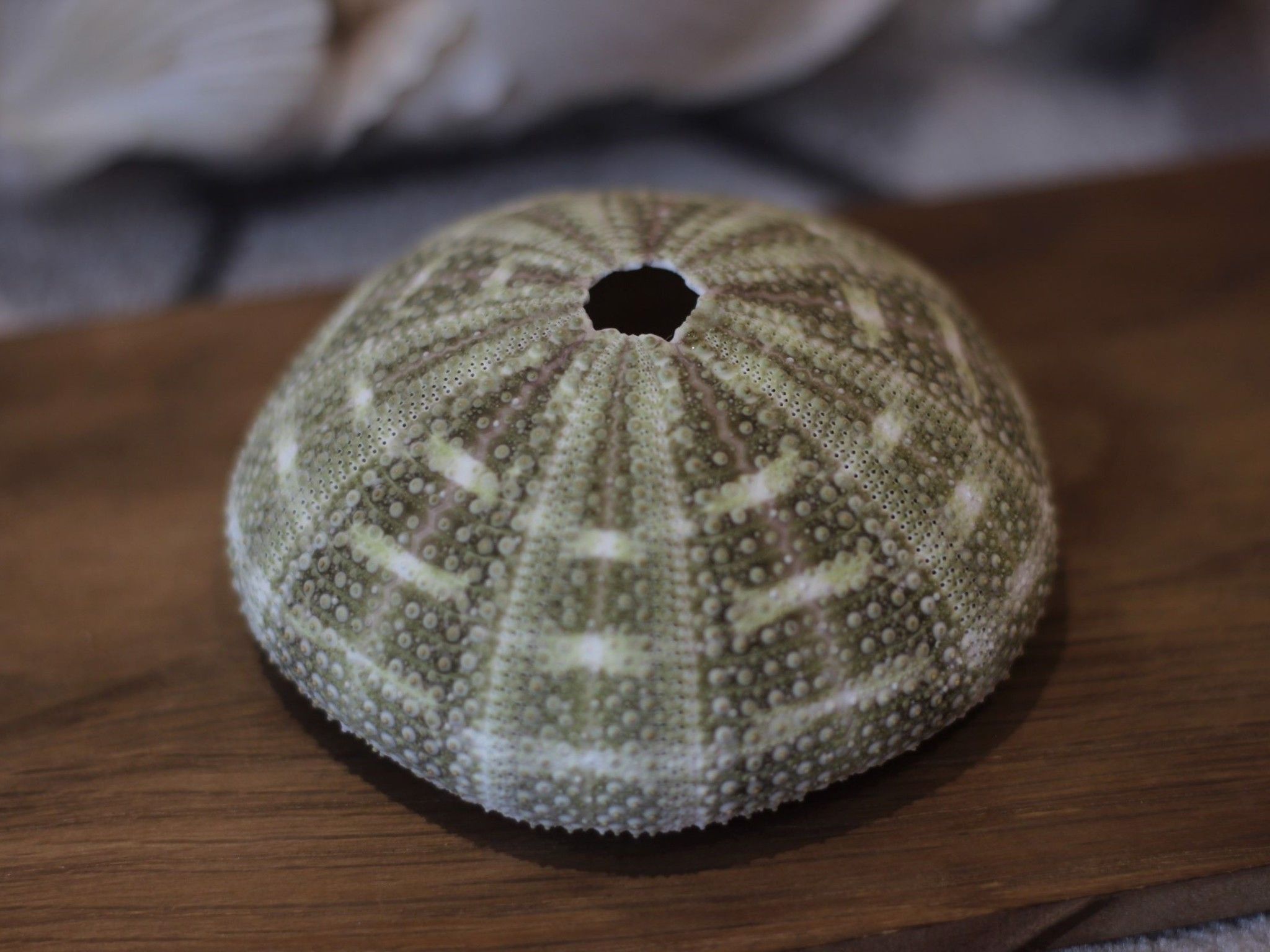 Vỏ Nhum Xanh - Sea Urchin Shell (Green)