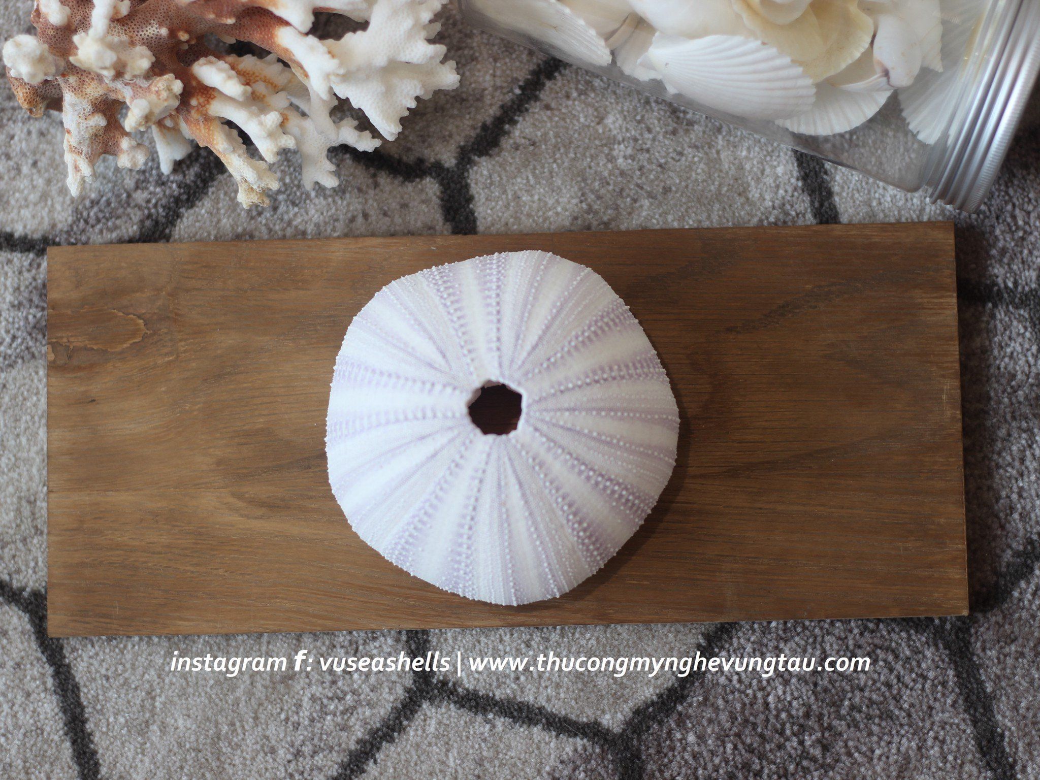  Vỏ Nhum Tím  - Sea Urchin Shell (Purple) 