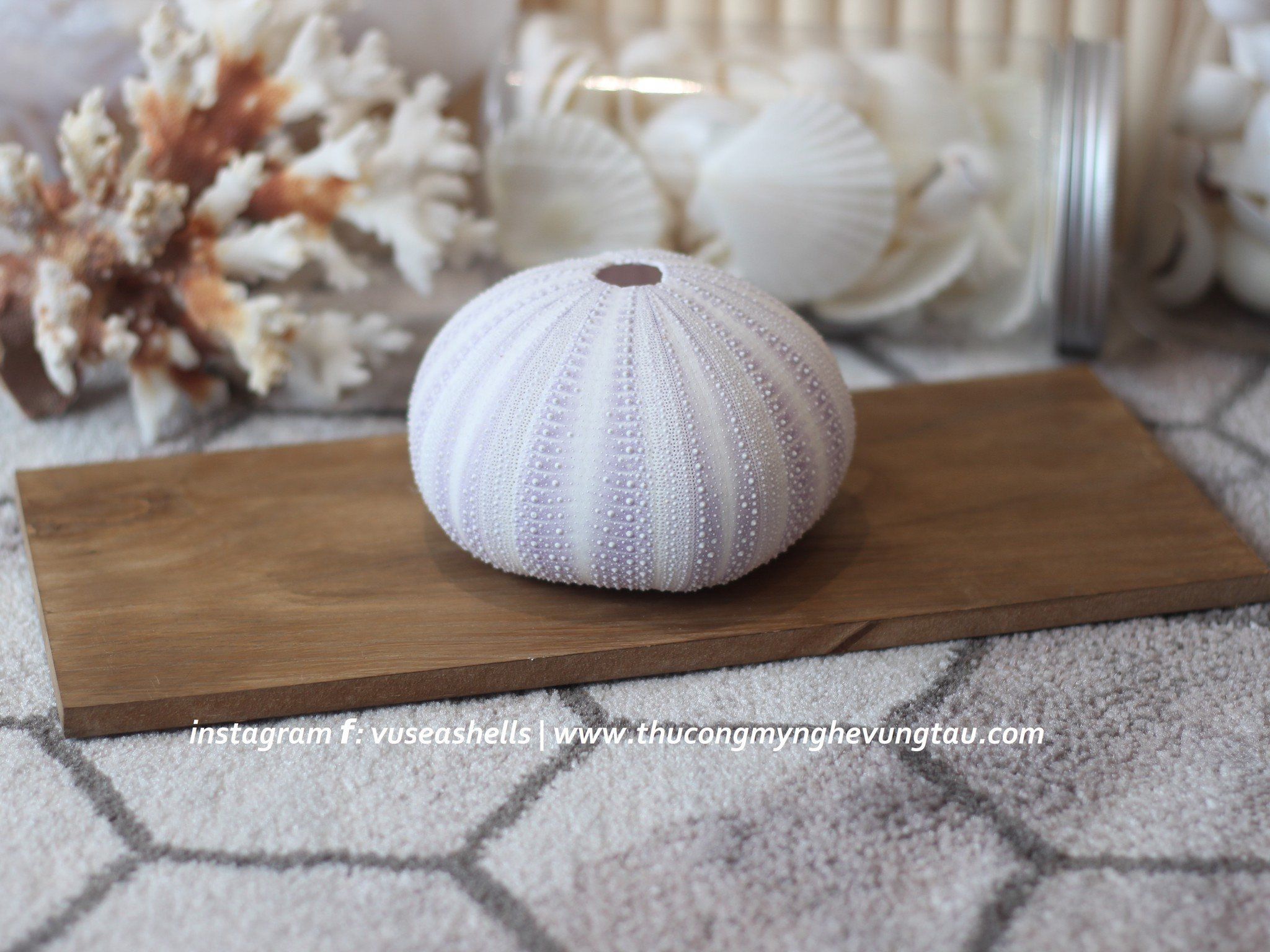 Vỏ Nhum Tím - Sea Urchin Shell (Purple)