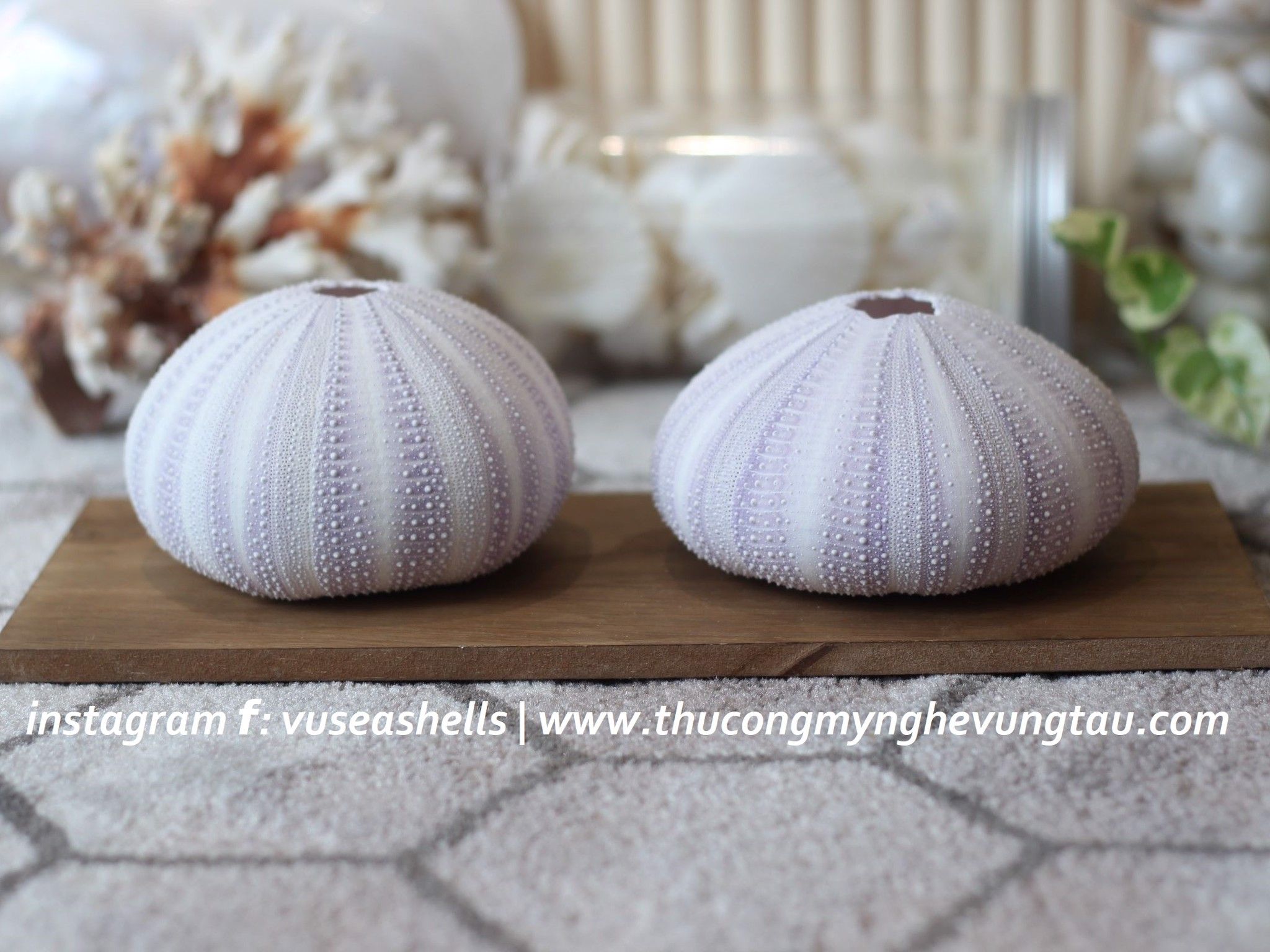  Vỏ Nhum Tím  - Sea Urchin Shell (Purple) 