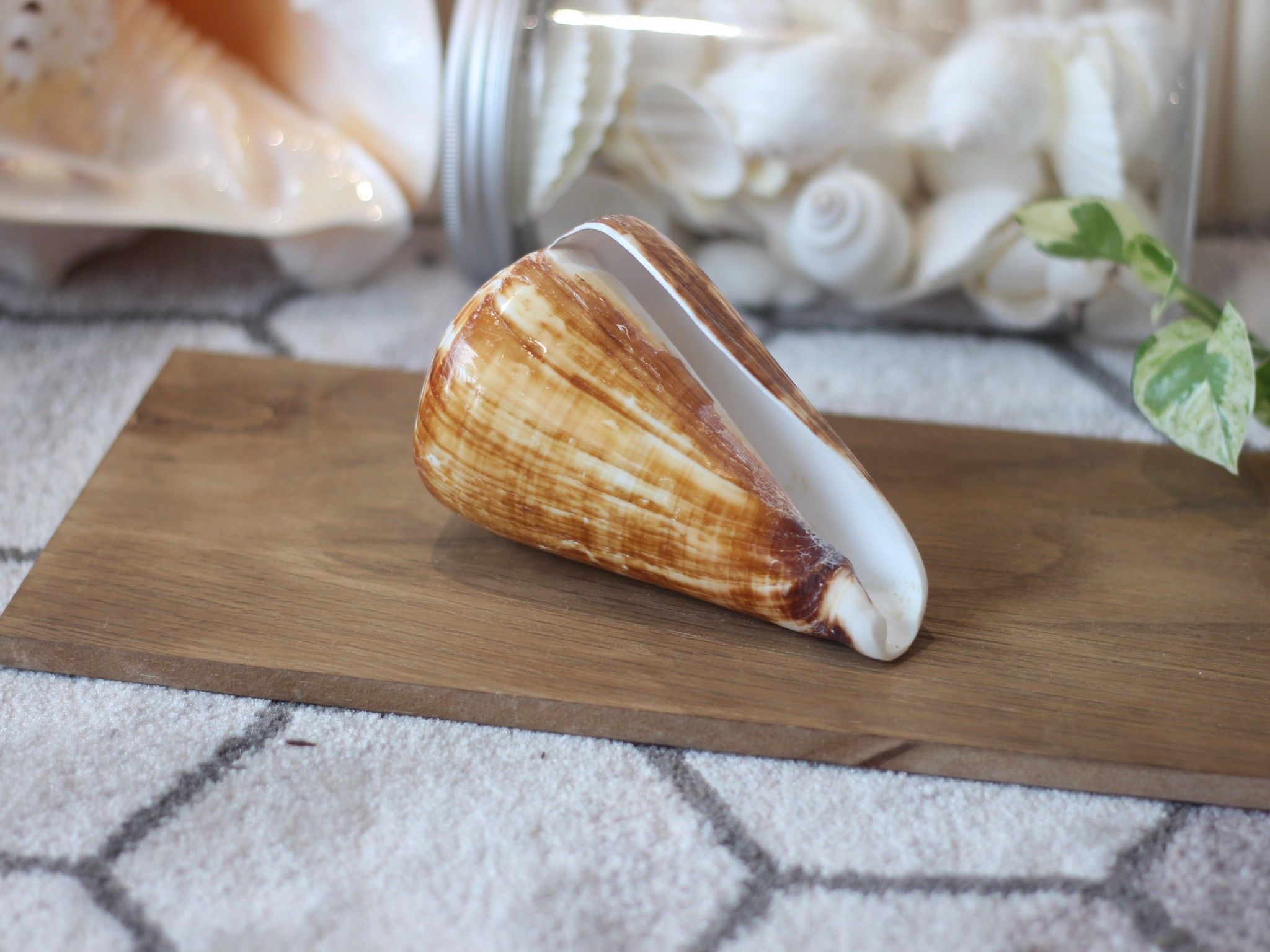 Vỏ Ốc Cối Nâu (1 vỏ)