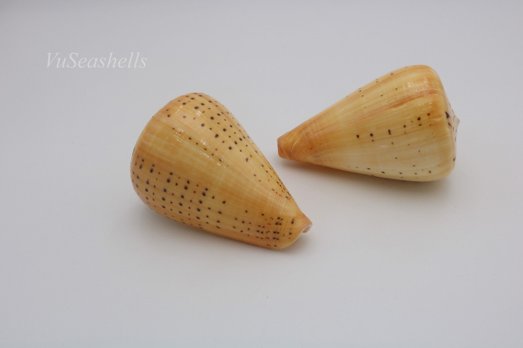 Vỏ Ốc Cối Vàng, Tự nhiên, Giá rẻ