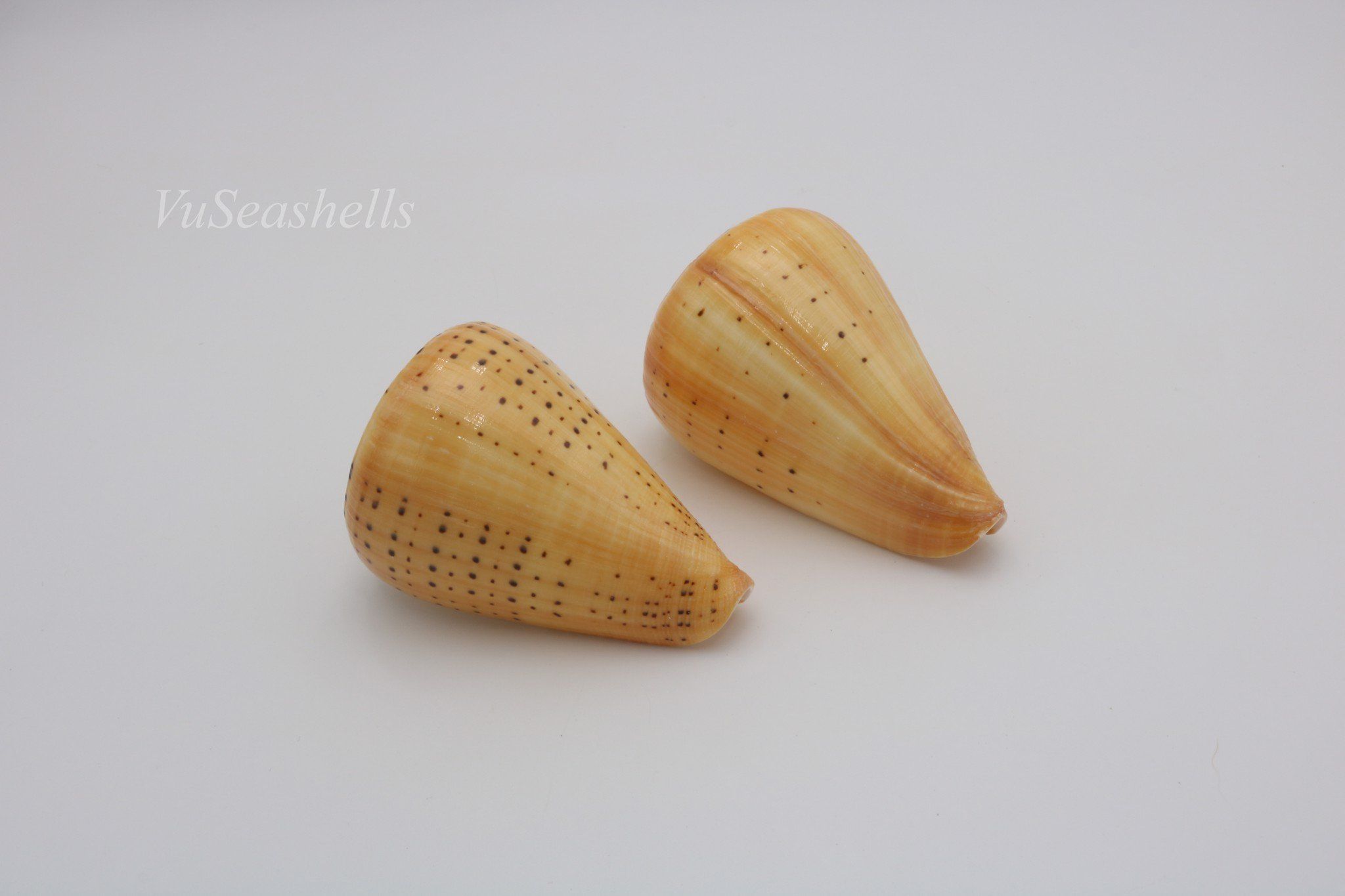 Vỏ Ốc Cối Vàng, Tự nhiên, Giá rẻ
