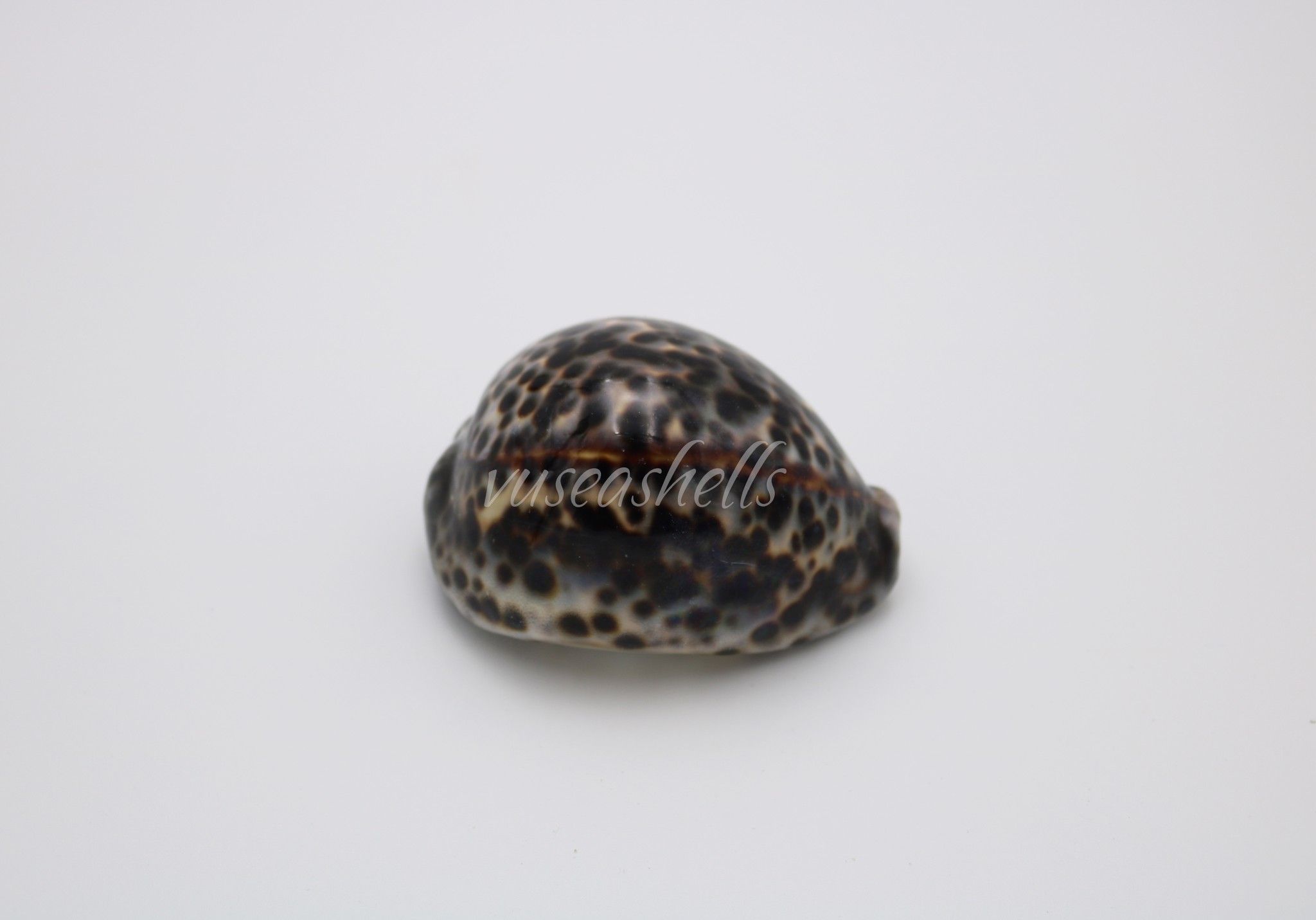 vỏ ốc Bông