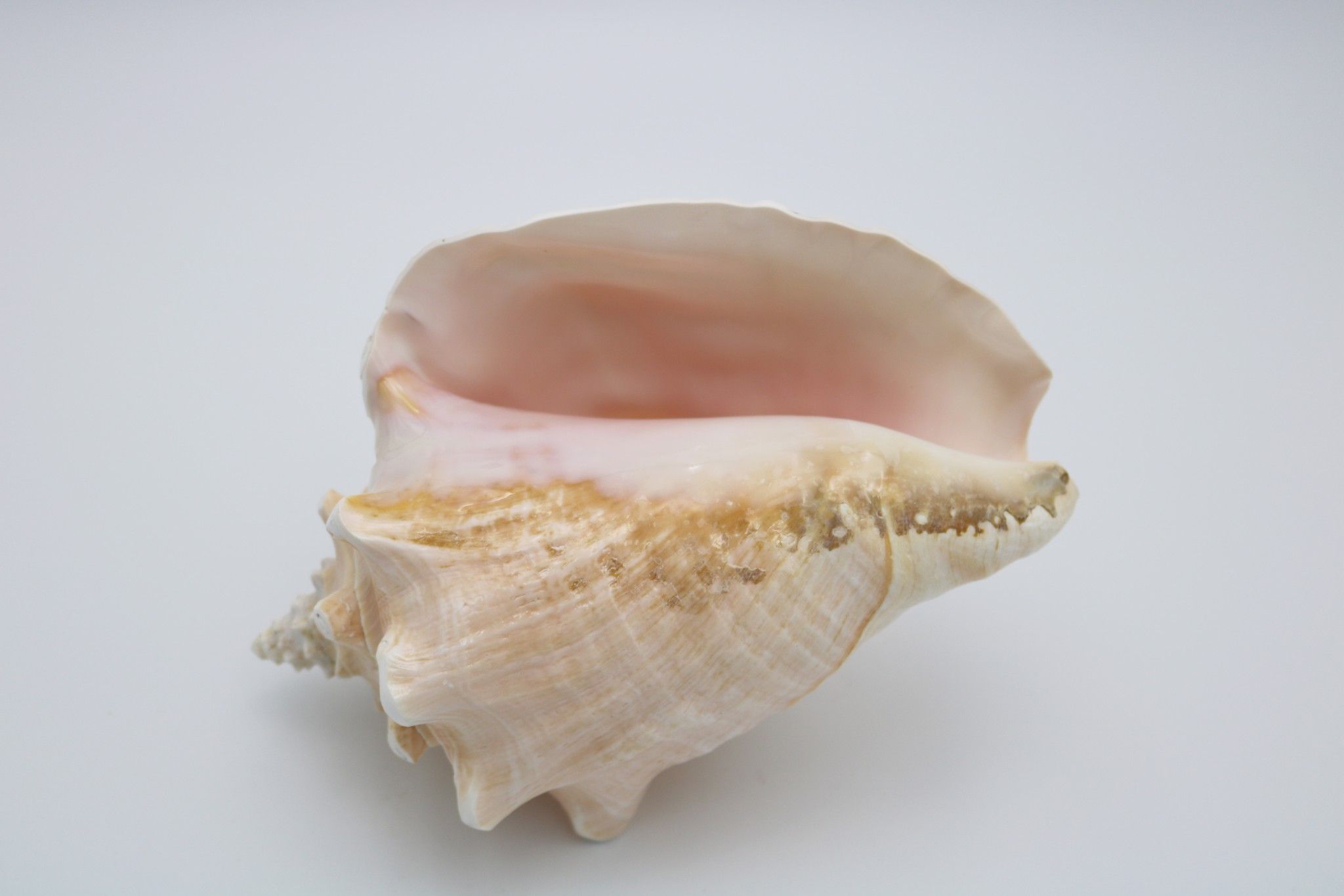 Vỏ ốc kim khôi miệng tím