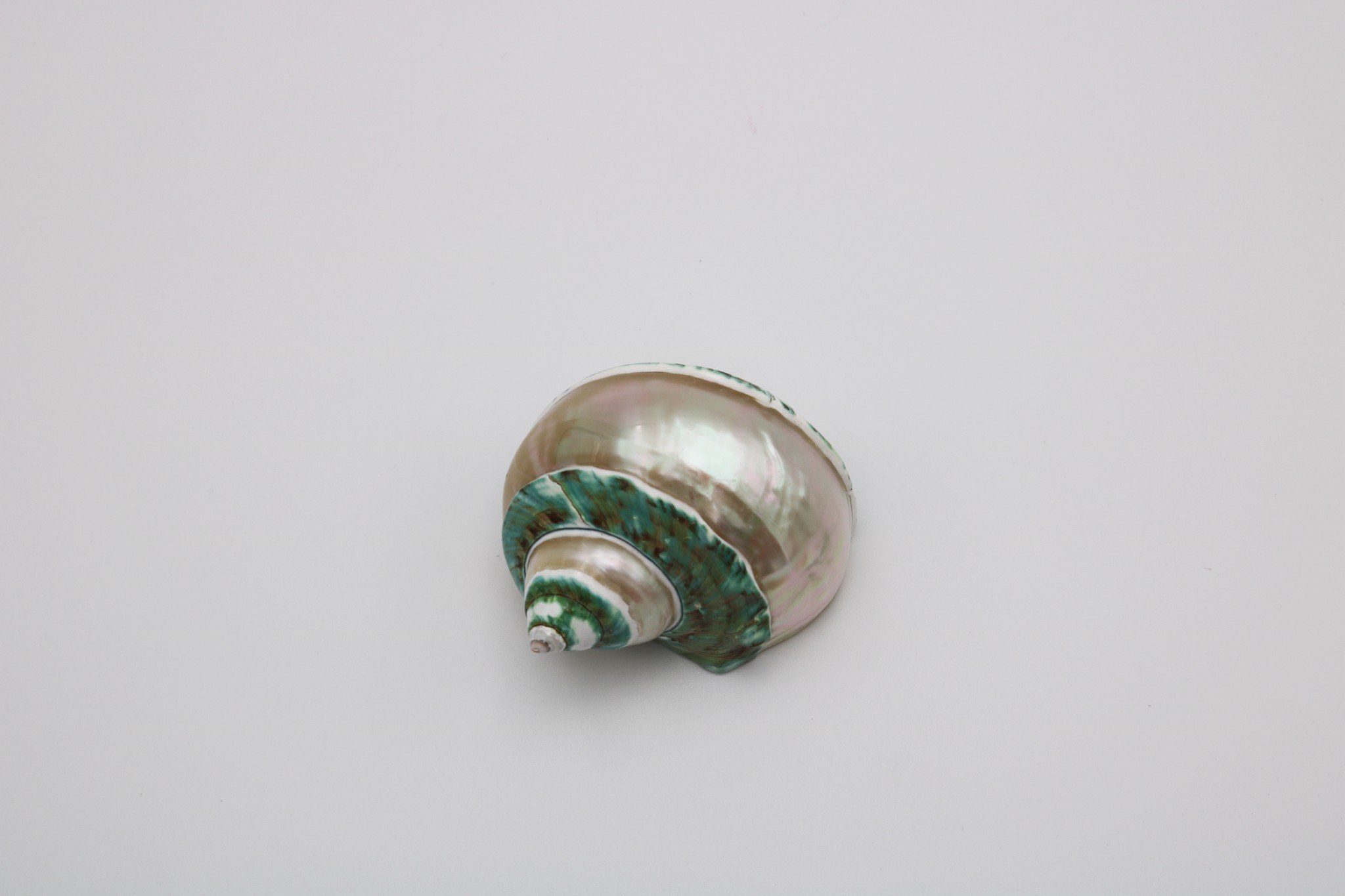 Ốc Xà Cừ Xanh nhỏ